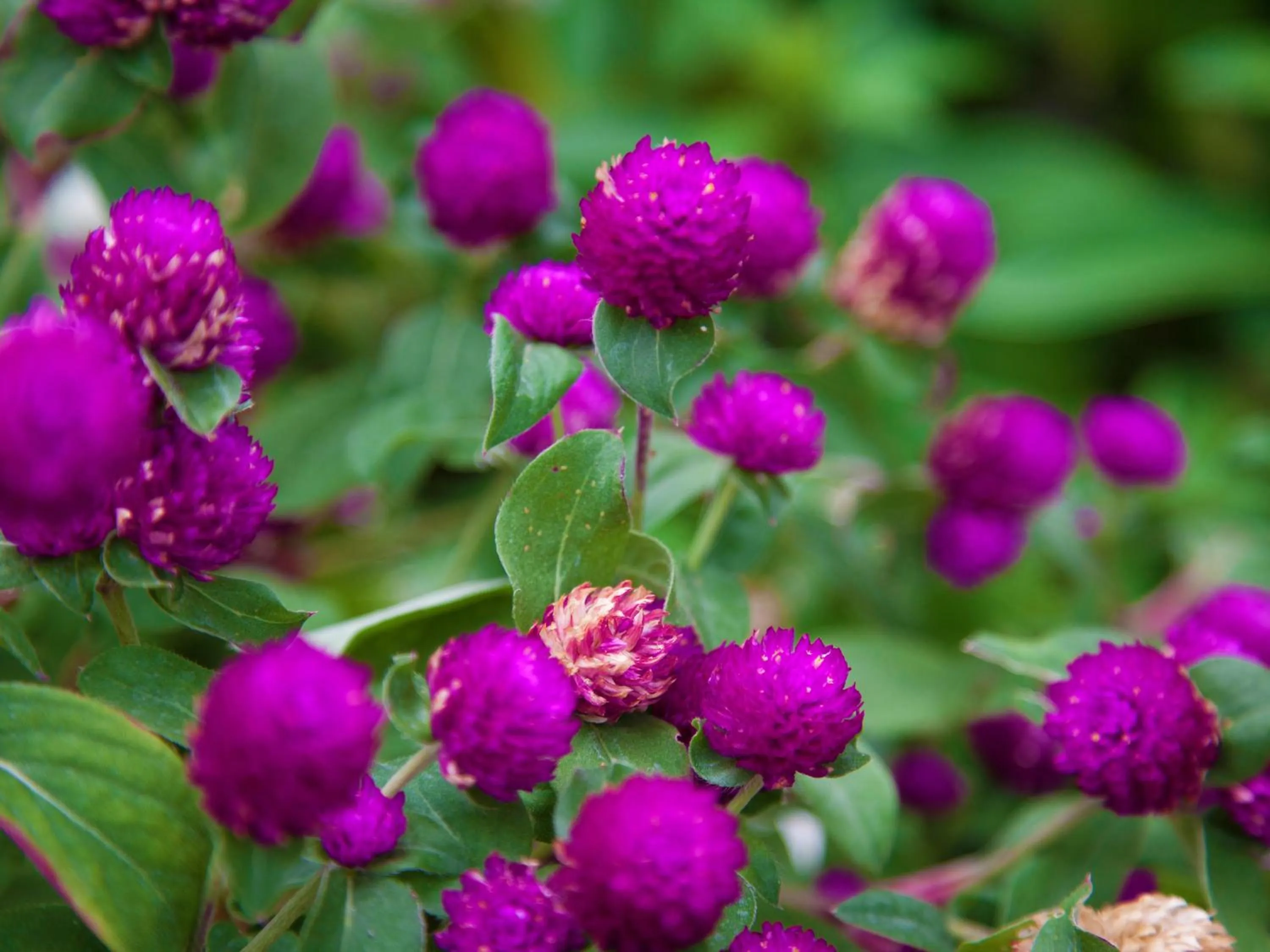 Garden in Kariyushi Condominium Ocean Hills Chouraku Stay