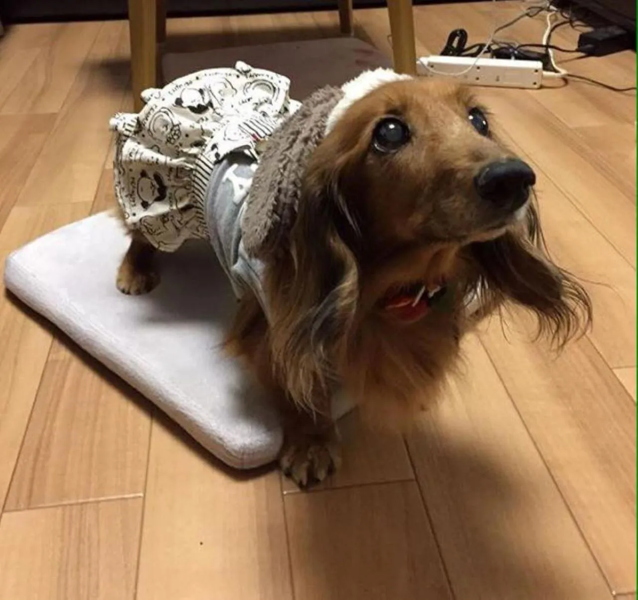 Pets in Plage Yuigahama