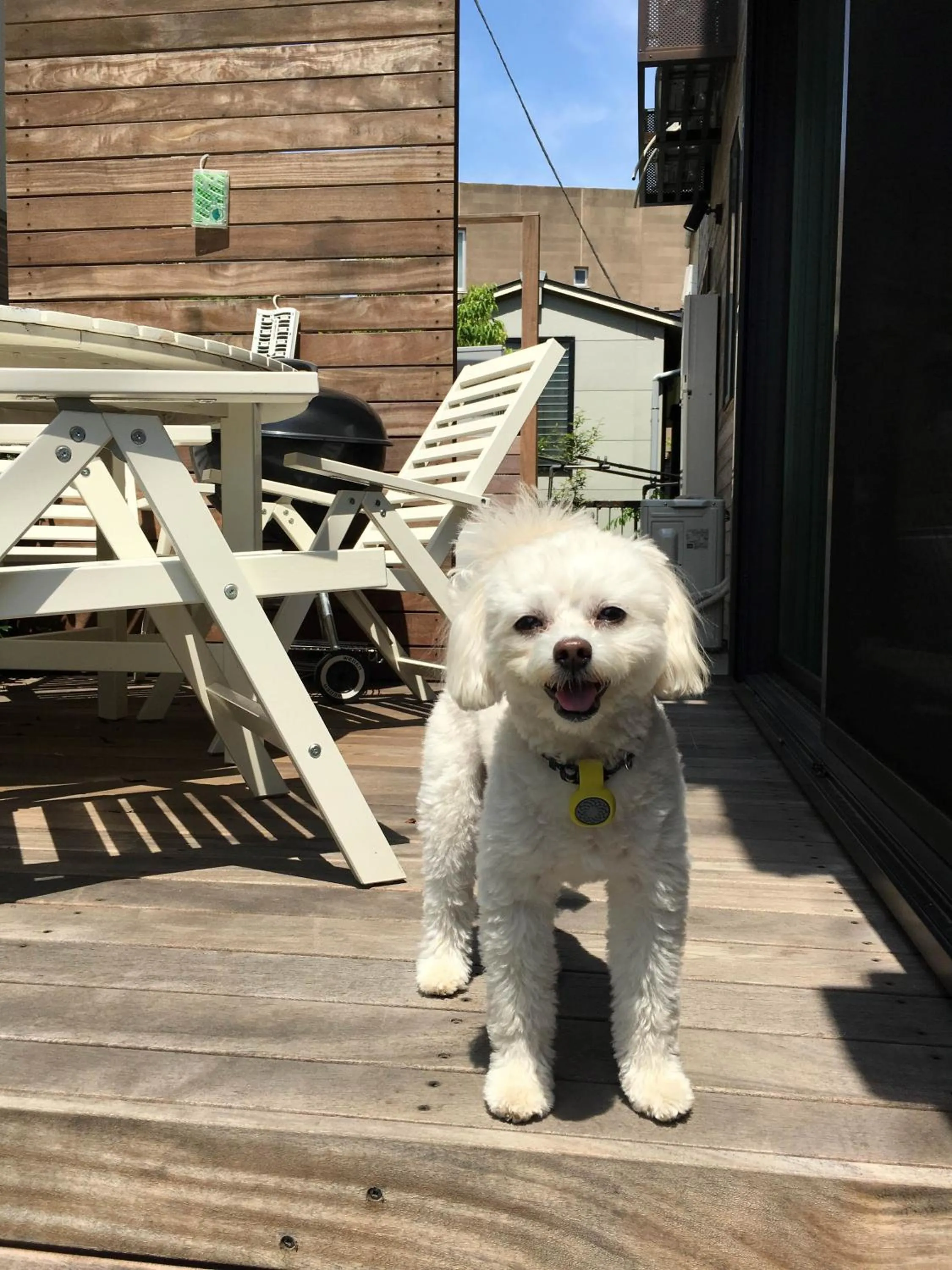 Pets in Plage Yuigahama