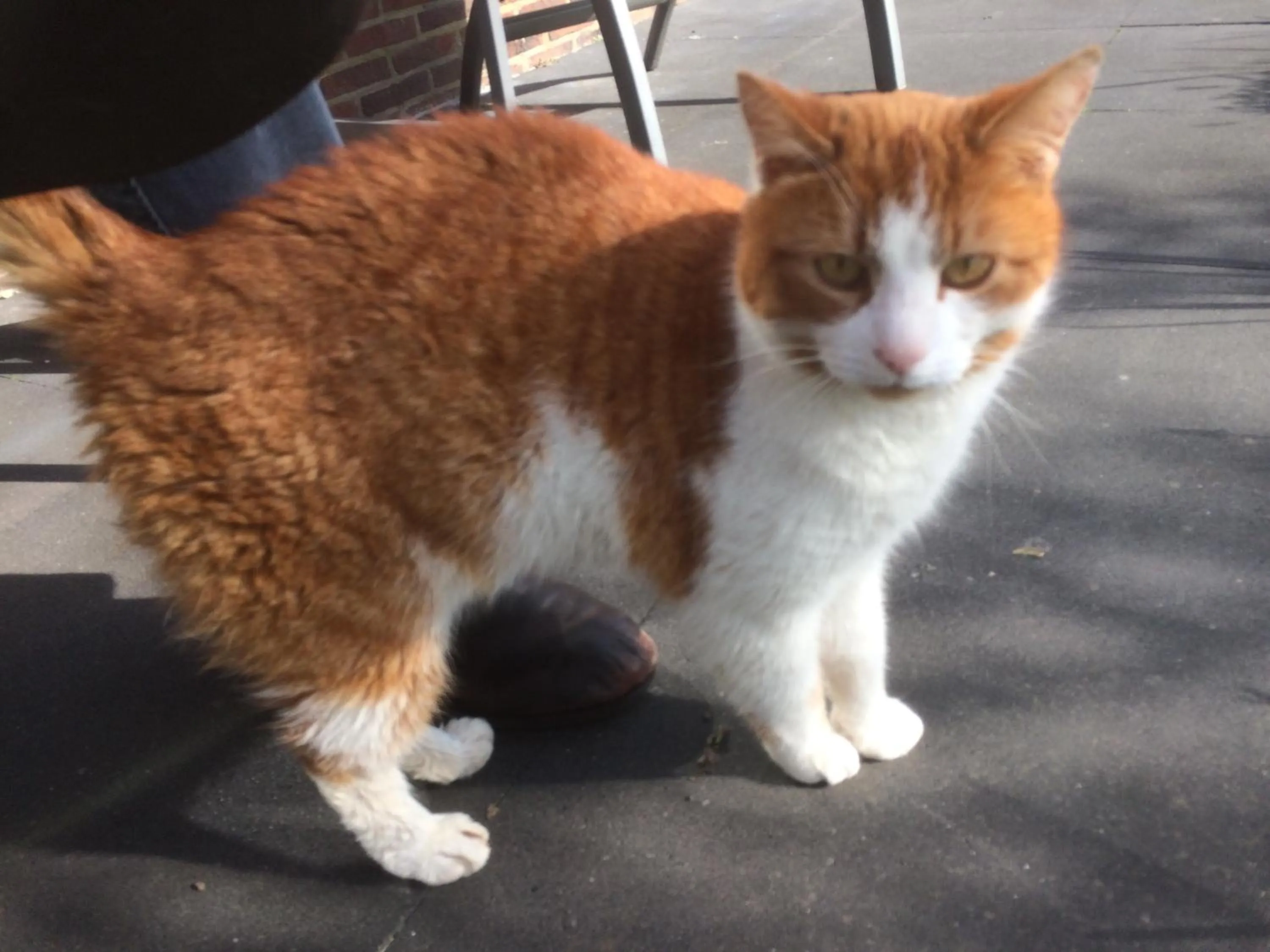 Pets in B&B 't Pakhuis