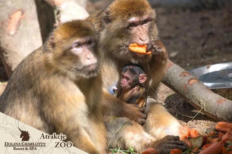 Animals in Dolina Charlotty Resort&Spa