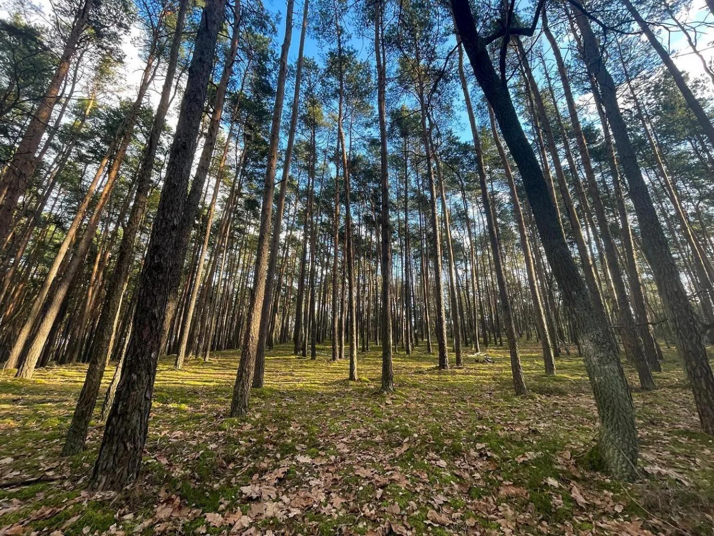 Natural landscape in Park Rekreacyjno-Biznesowy Las Woda