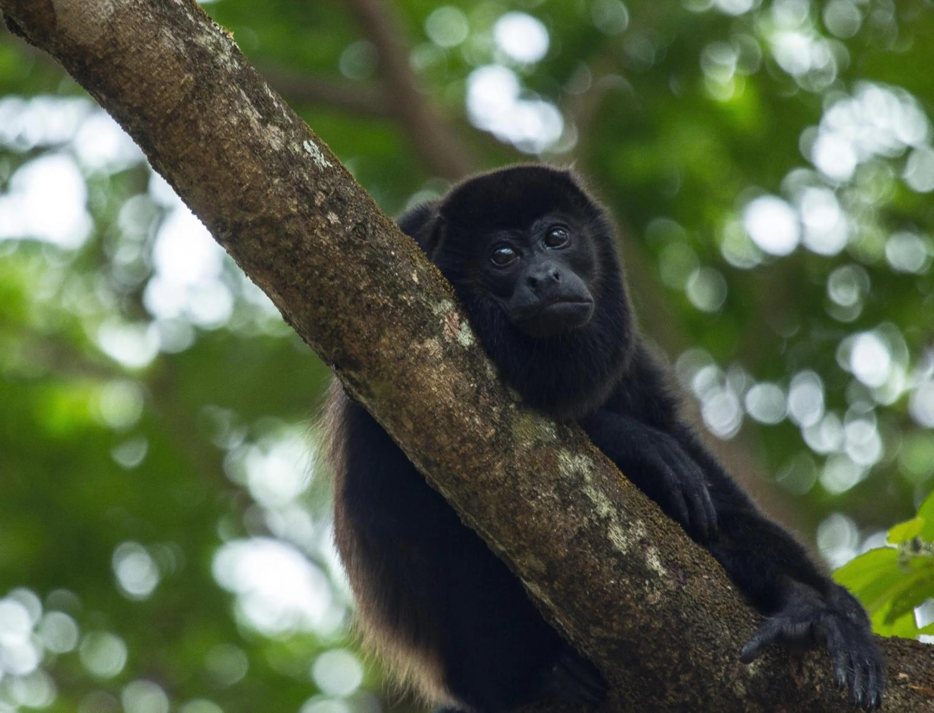 Garden in Arenas Del Mar Beachfront & Rainforest Resort Member of the Cayuga Collection