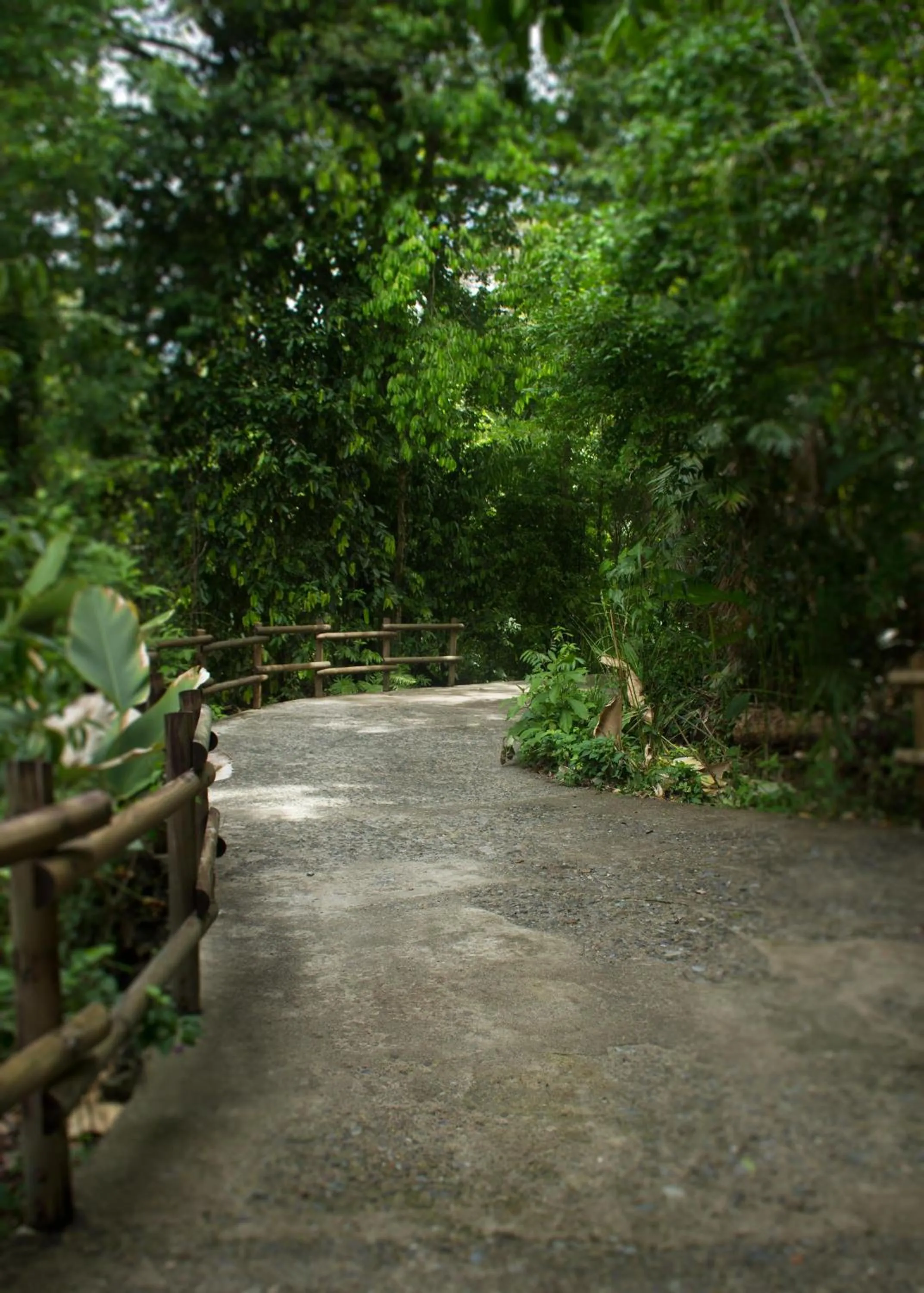 Garden in Arenas Del Mar Beachfront & Rainforest Resort Member of the Cayuga Collection
