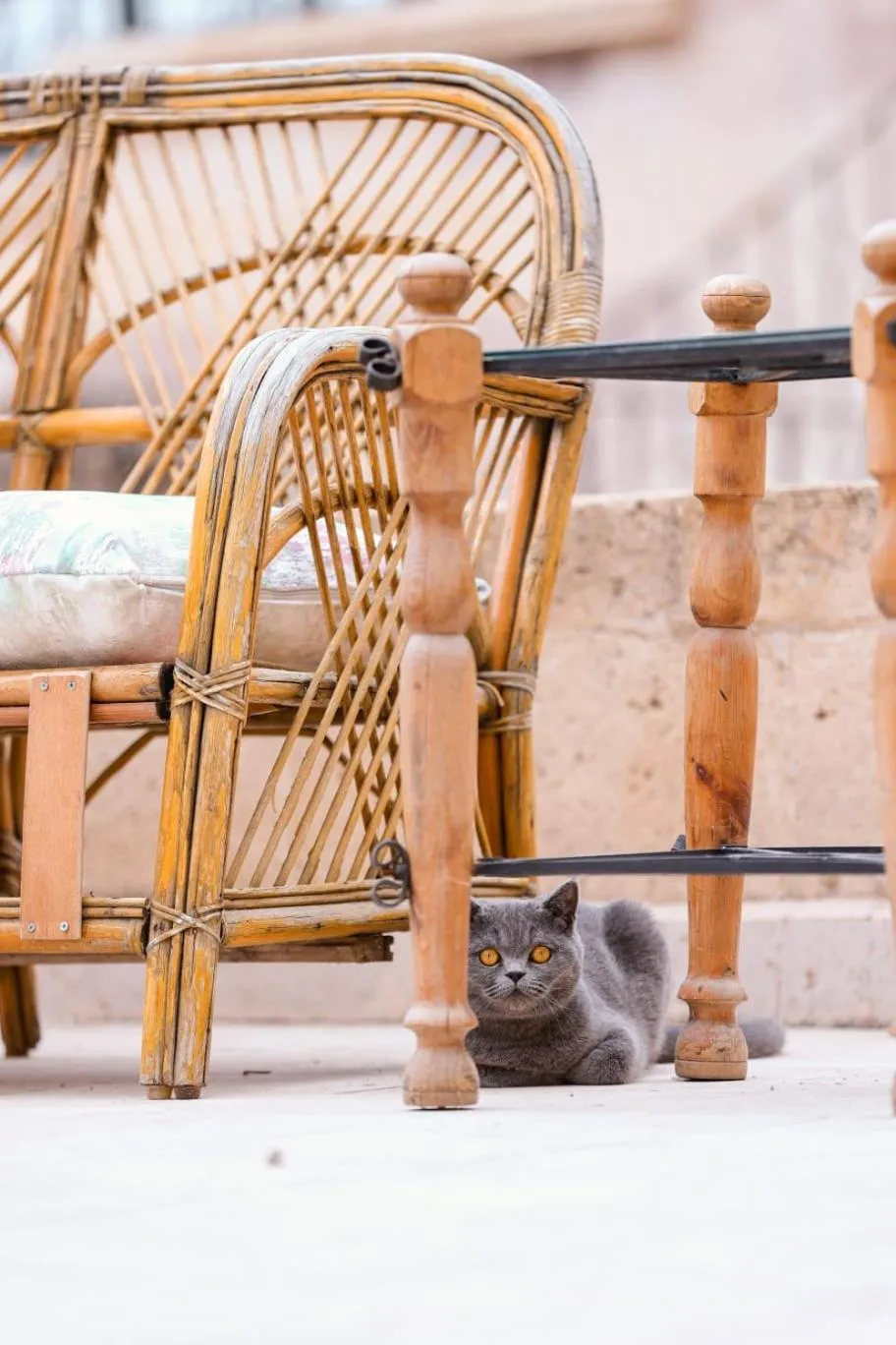 Pets in Nature Park Cave Hotel