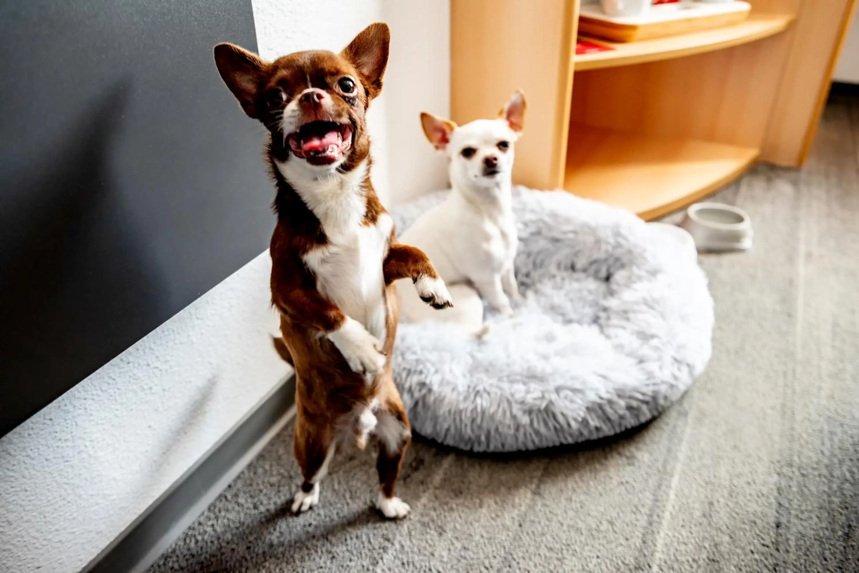 Animals in Ibis Poznan Stare Miasto