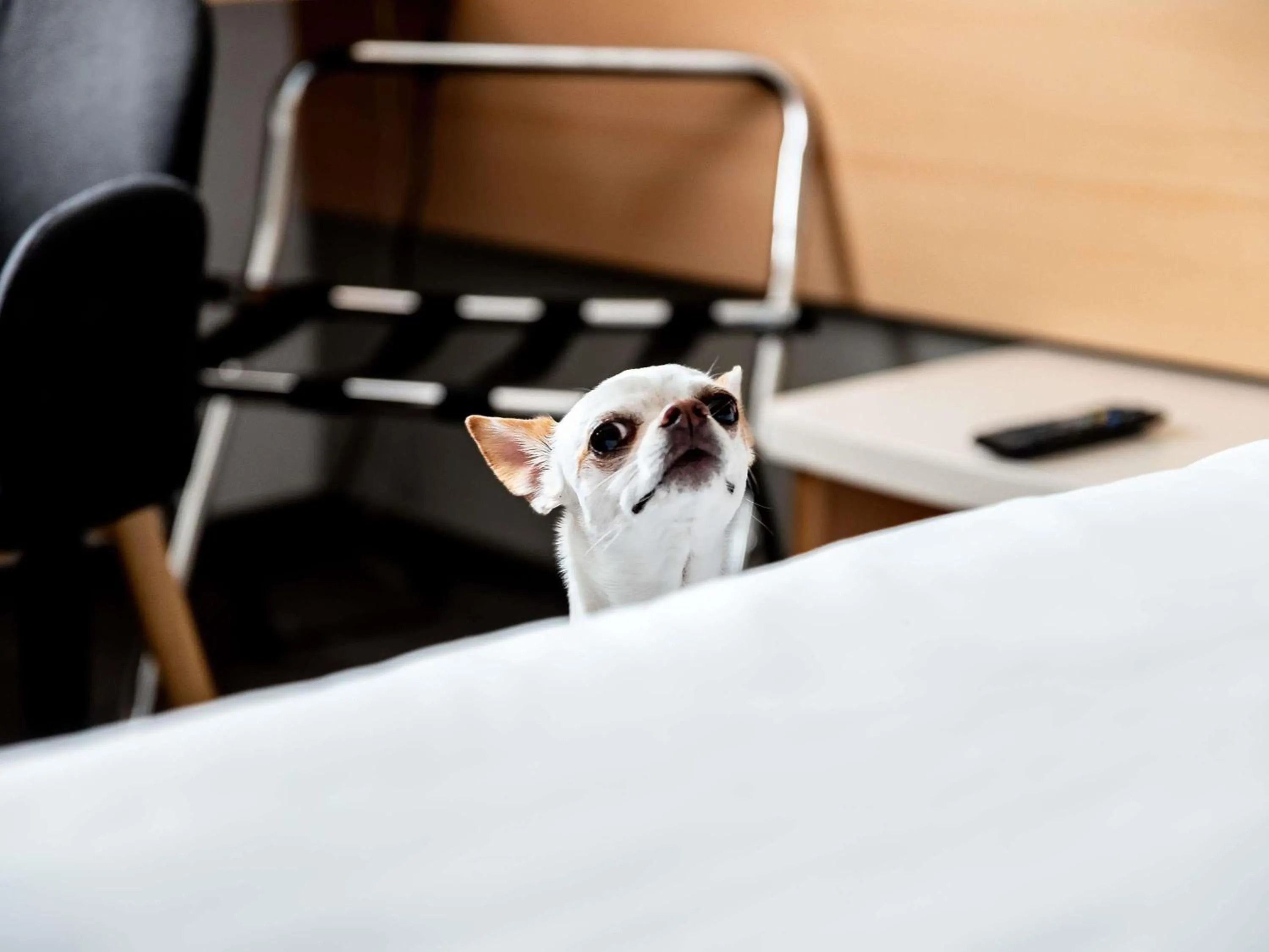 Bedroom in Ibis Poznan Stare Miasto