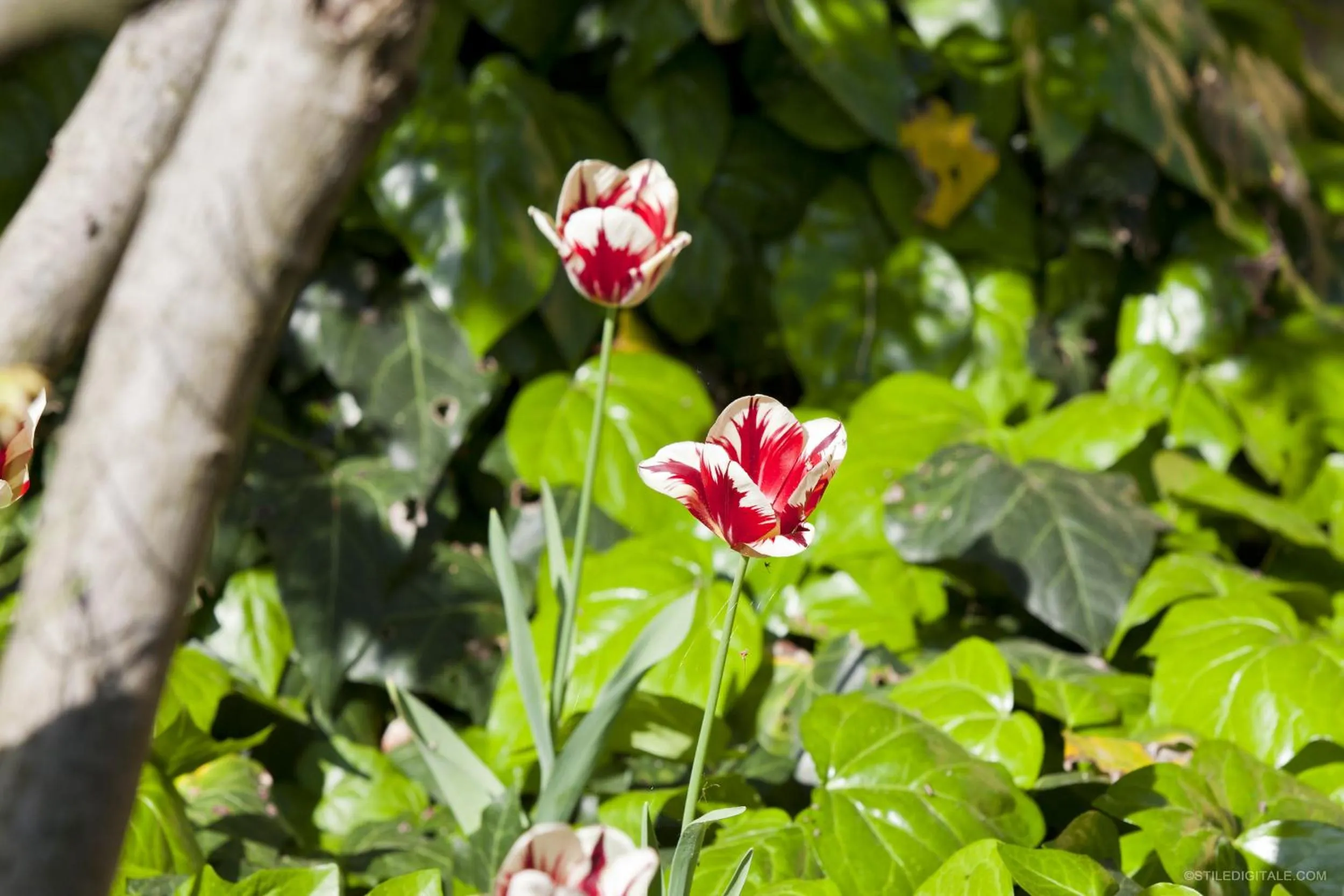 Natural landscape in Pragatto Hills by Casino di Pragatto
