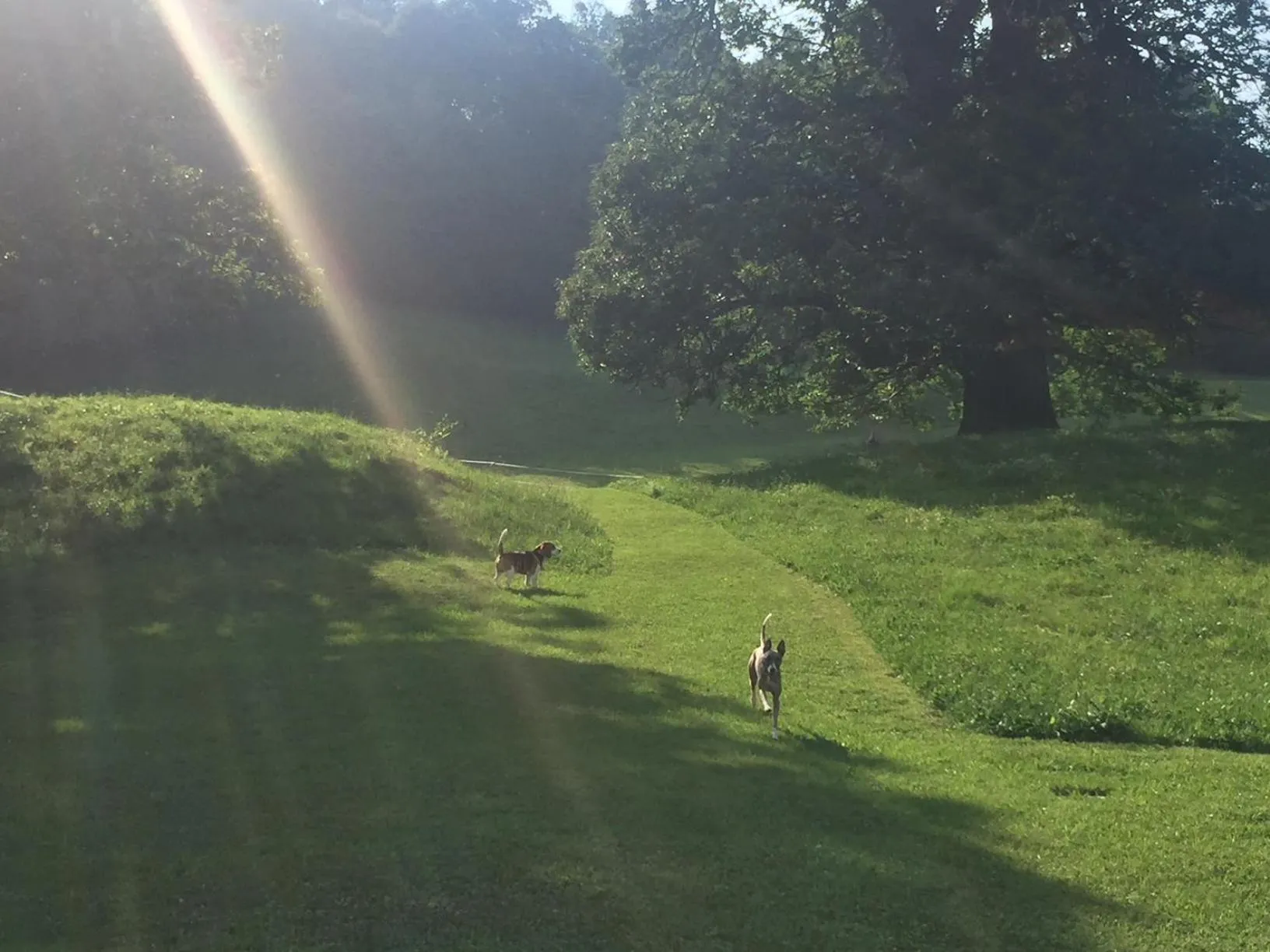 Garden in Hotel Villa Simplicitas