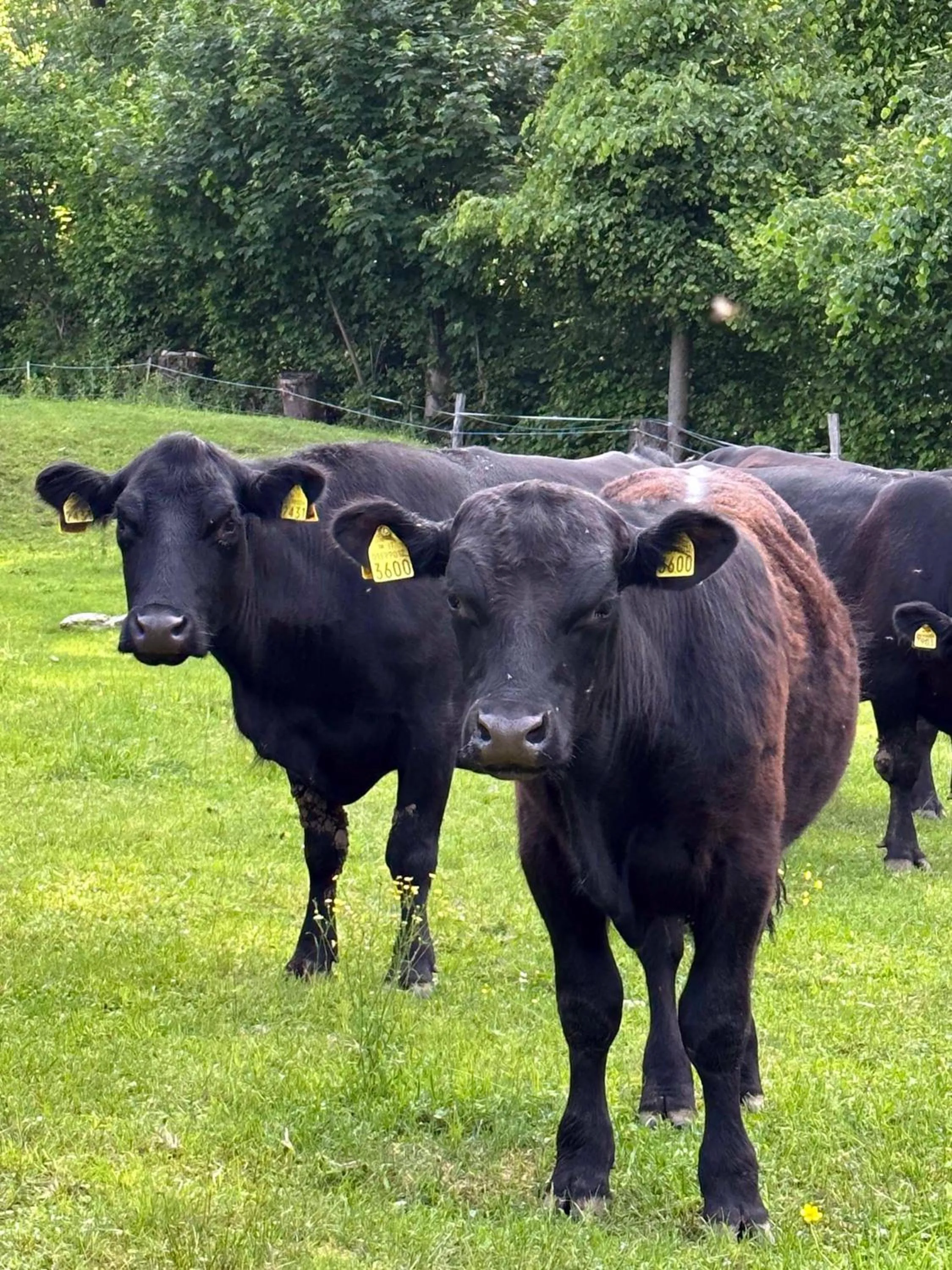 Hotel Villa Simplicitas