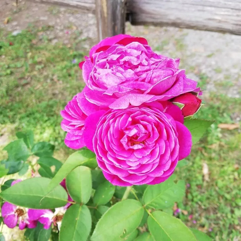 Garden in Hotel Villa Simplicitas