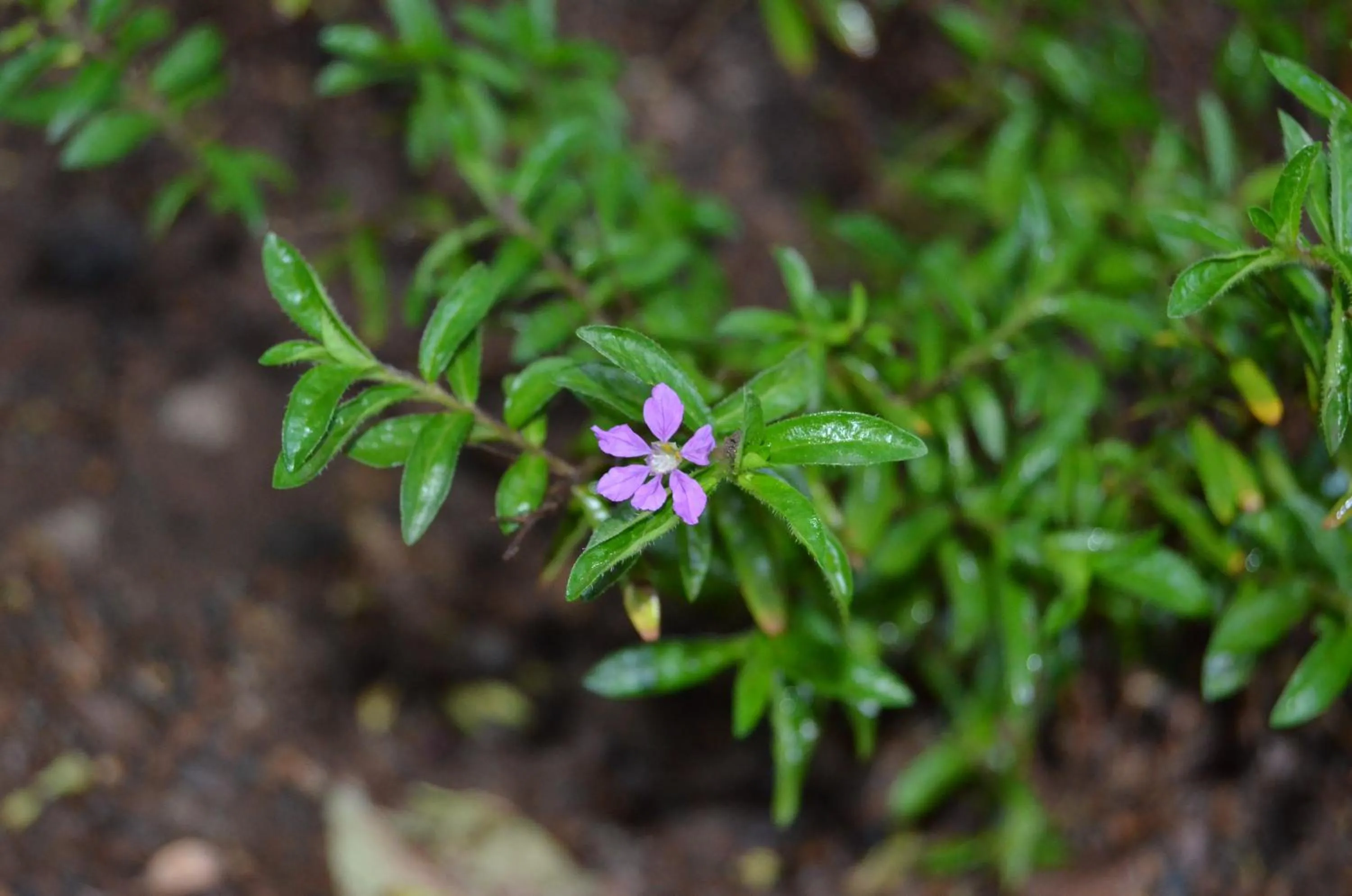 Garden in Simge Pension