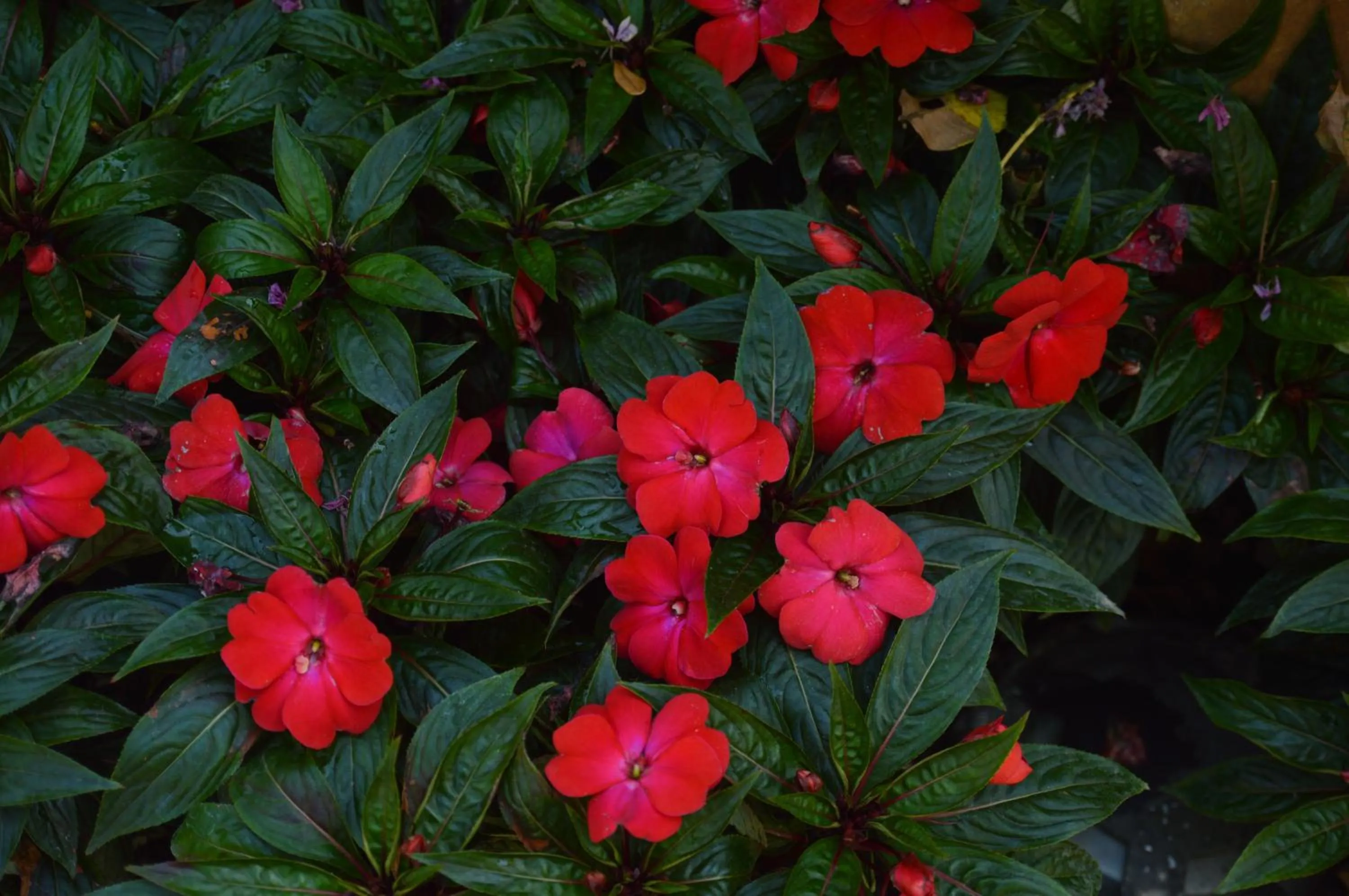 Garden in Hotel Club i Pini - Residenza d'Epoca in Versilia