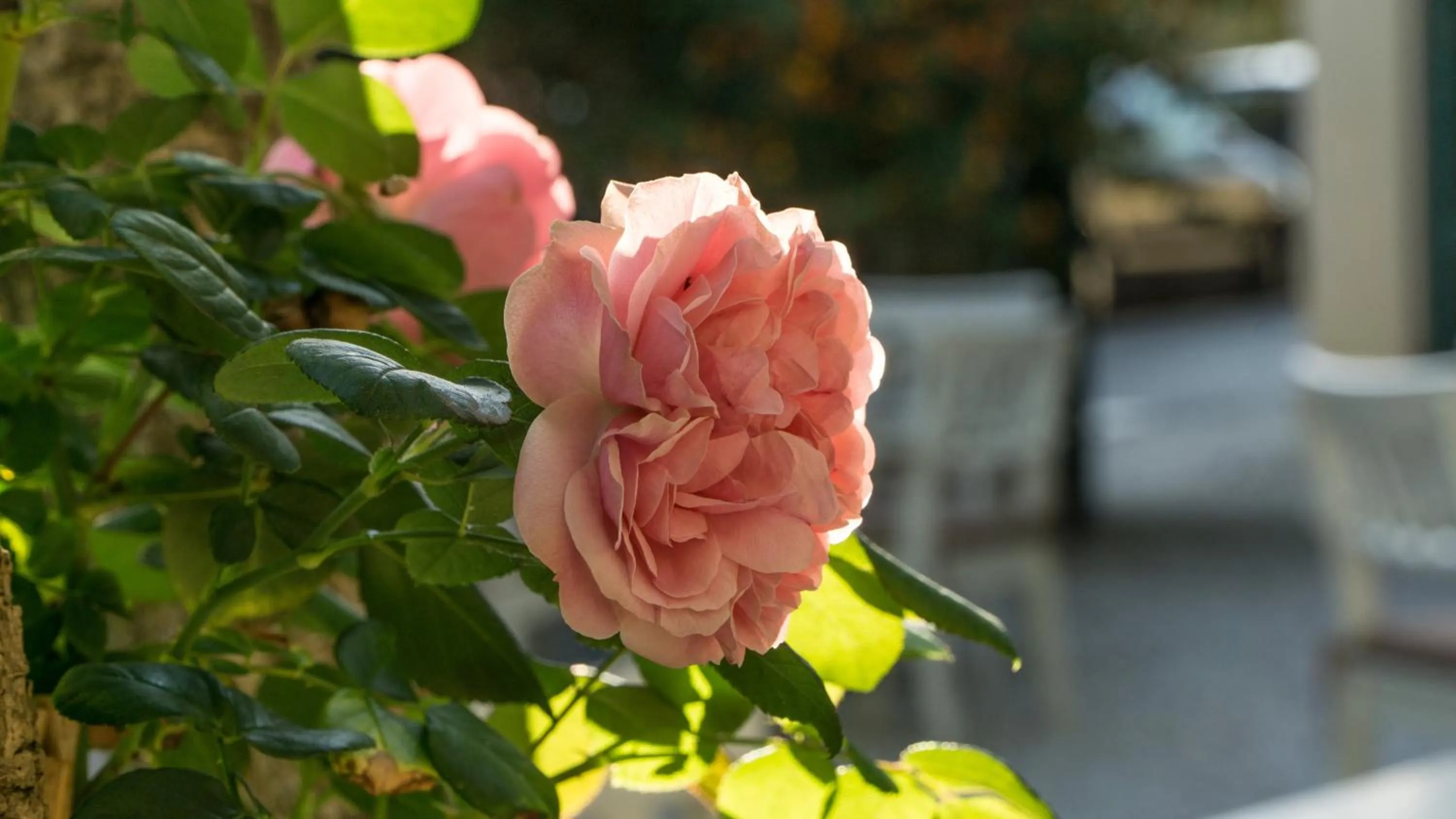 Staff in Hotel Club i Pini - Residenza d'Epoca in Versilia
