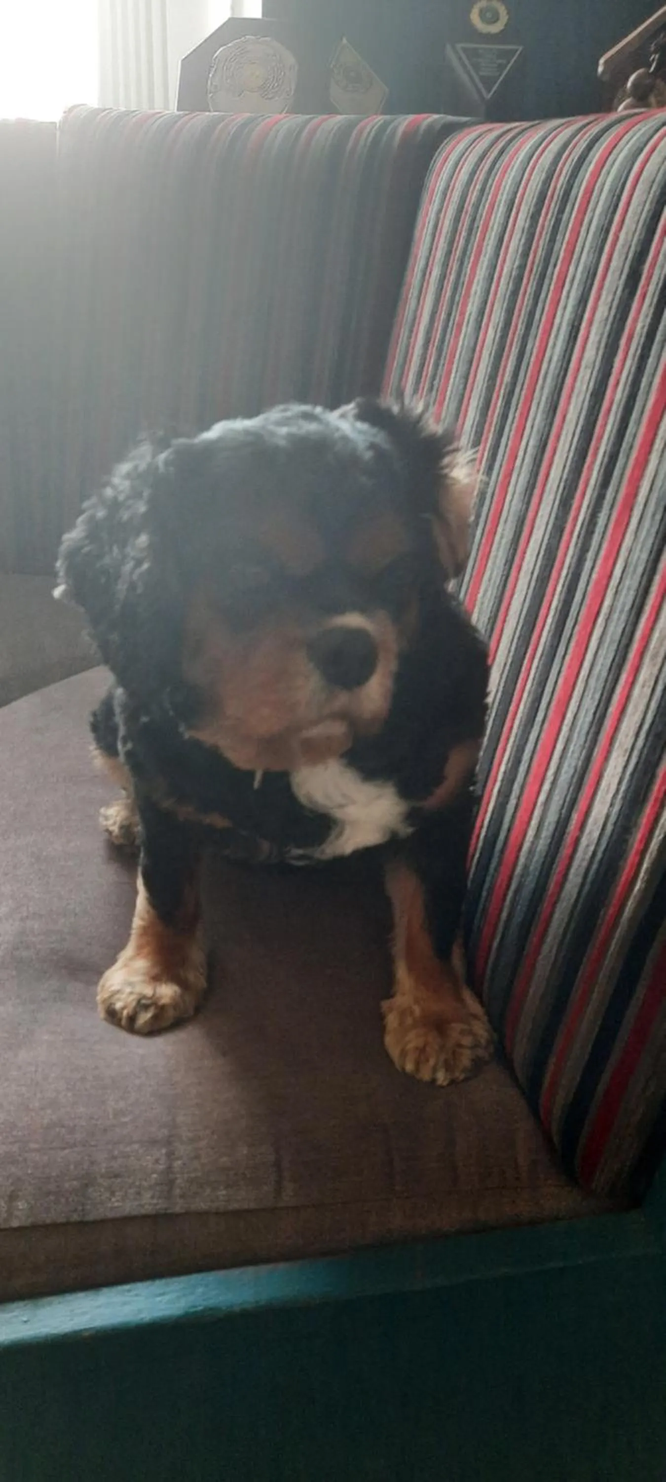 Pets in Victoria Hotel