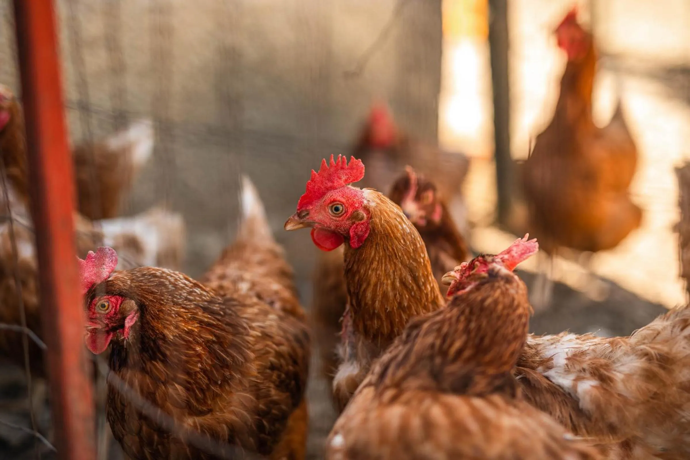 Animals in B&B La Mortella