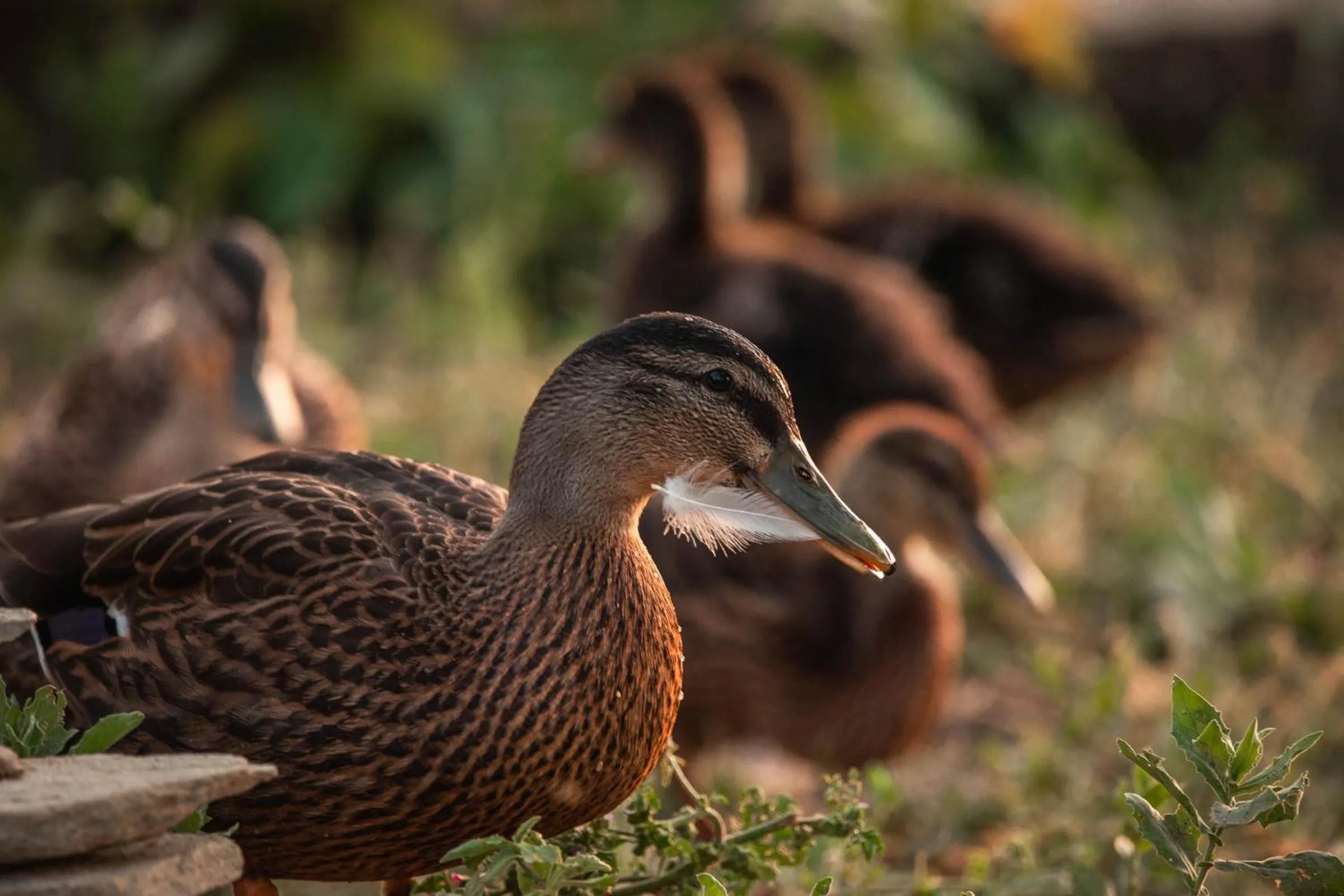 Animals in B&B La Mortella