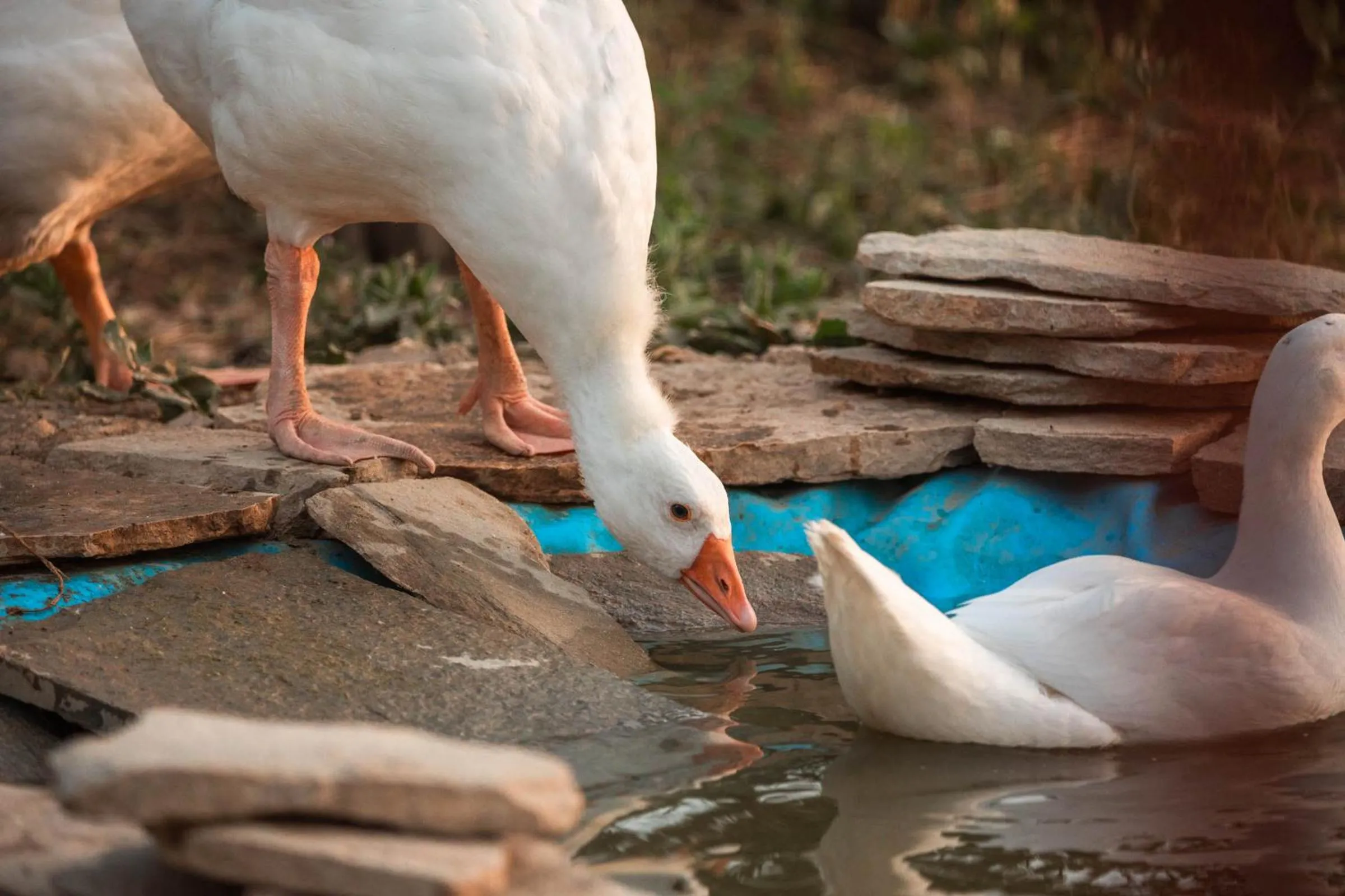 Animals in B&B La Mortella