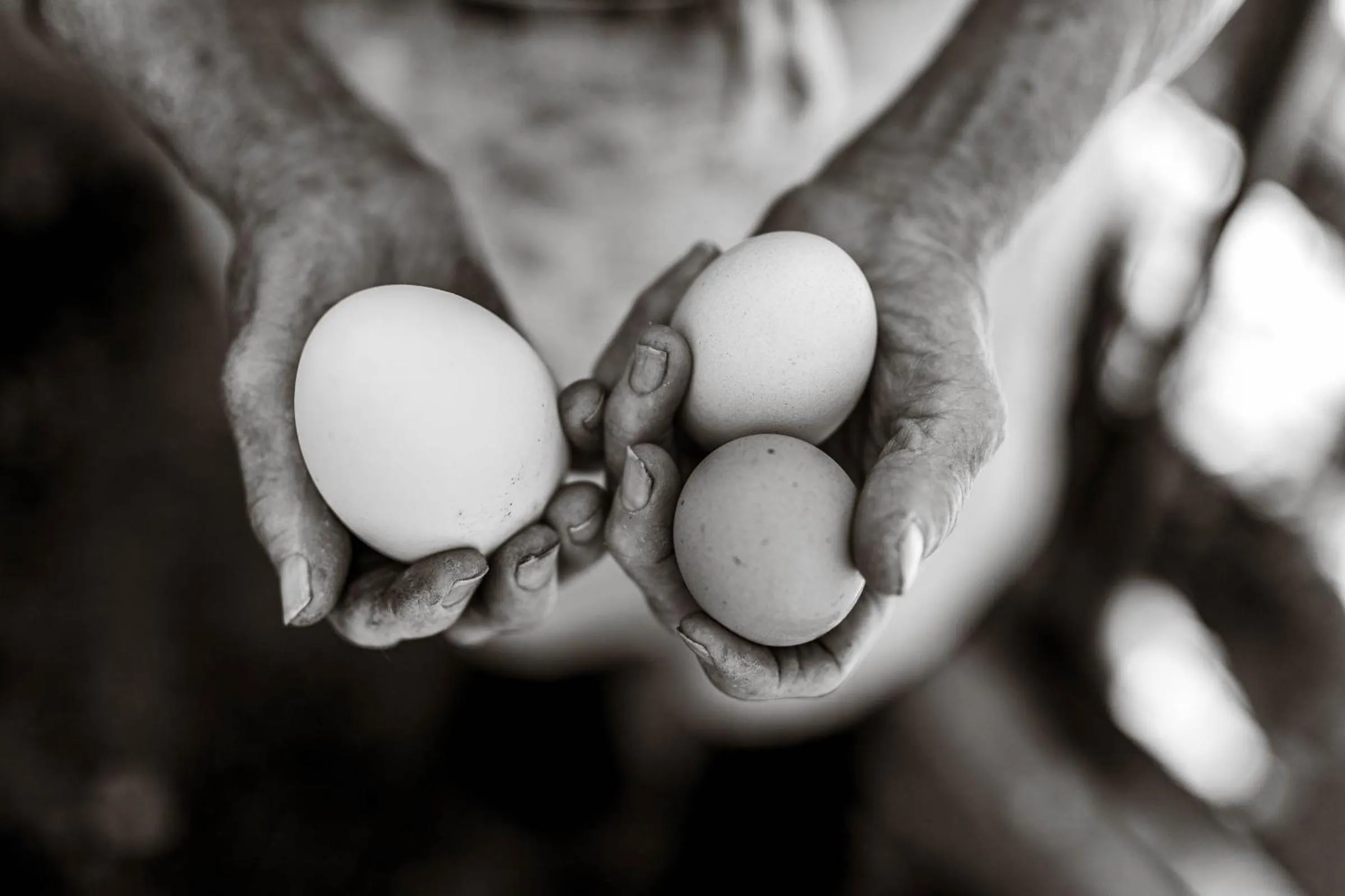 Food in B&B La Mortella