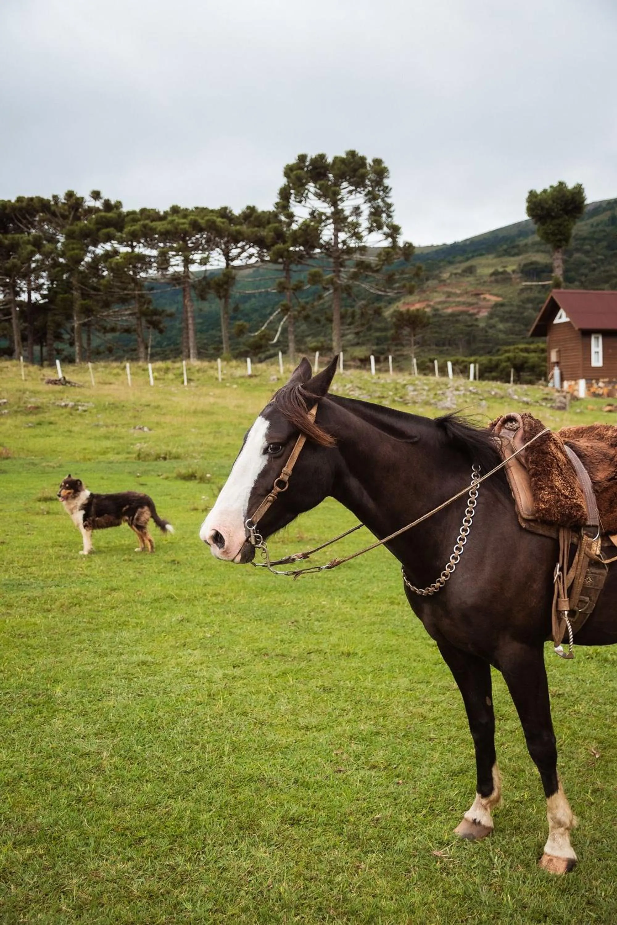 Horse-riding in Recanto das Águas - Urubici - SC