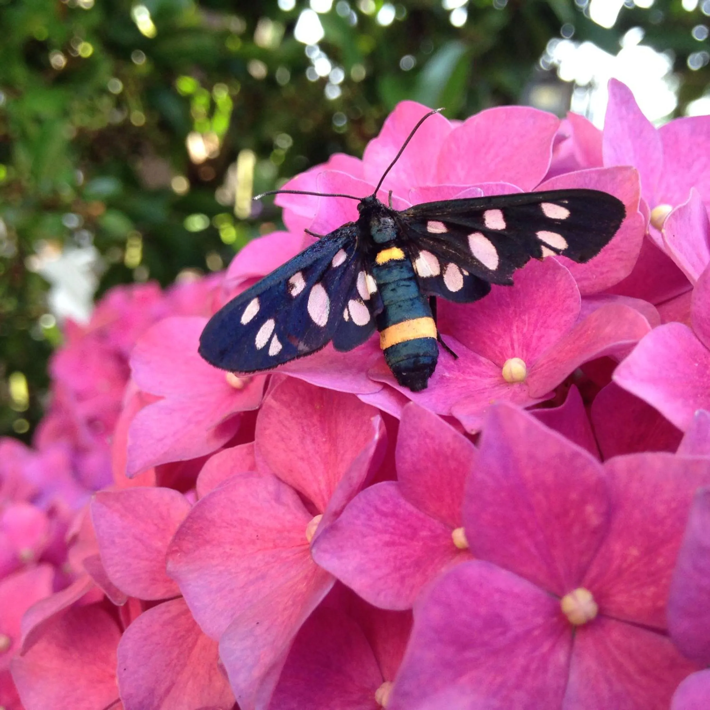 Animals in Torre Sangiovanni Albergo e Ristorante da Rosary