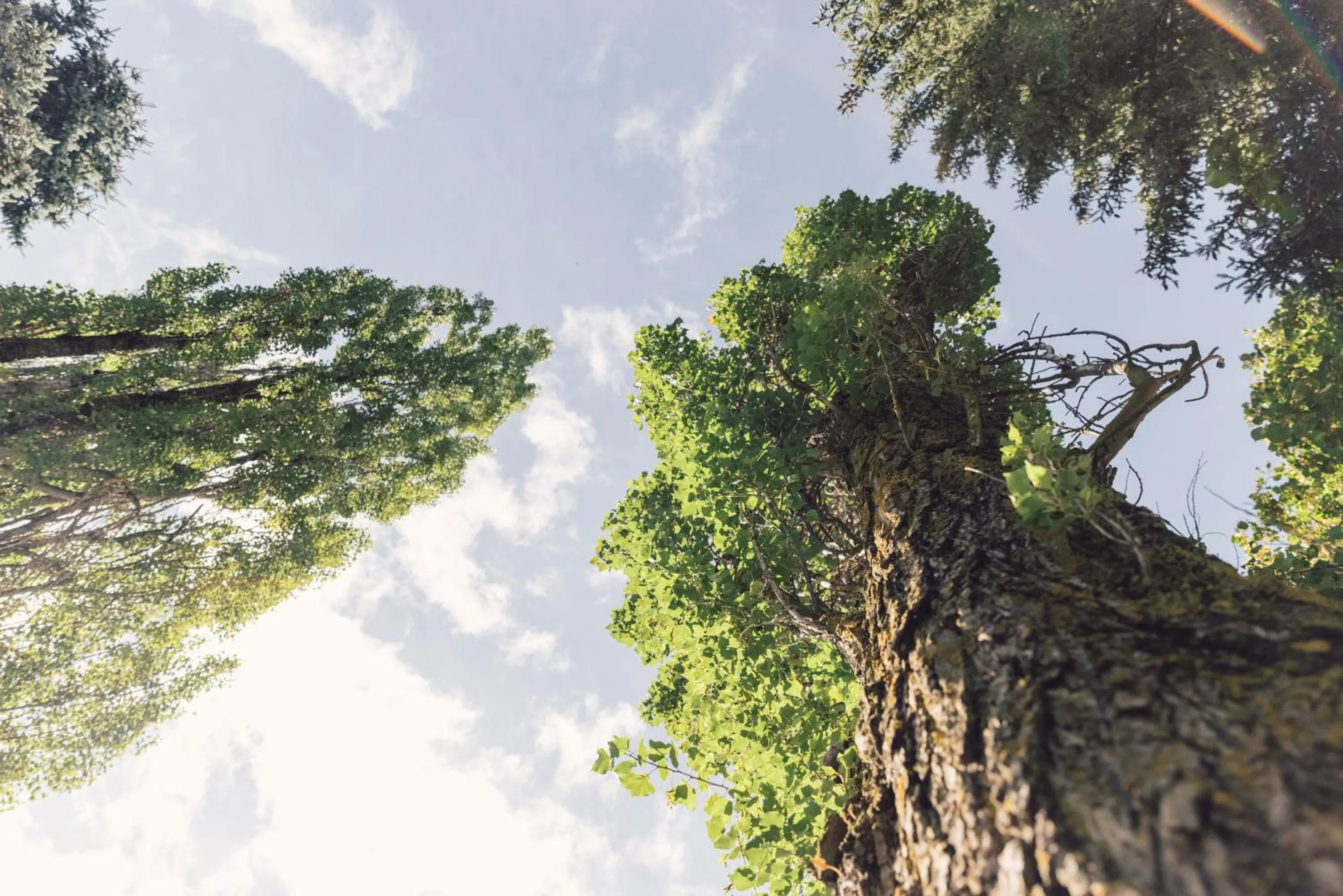 Natural landscape in Parkhotel Schachen