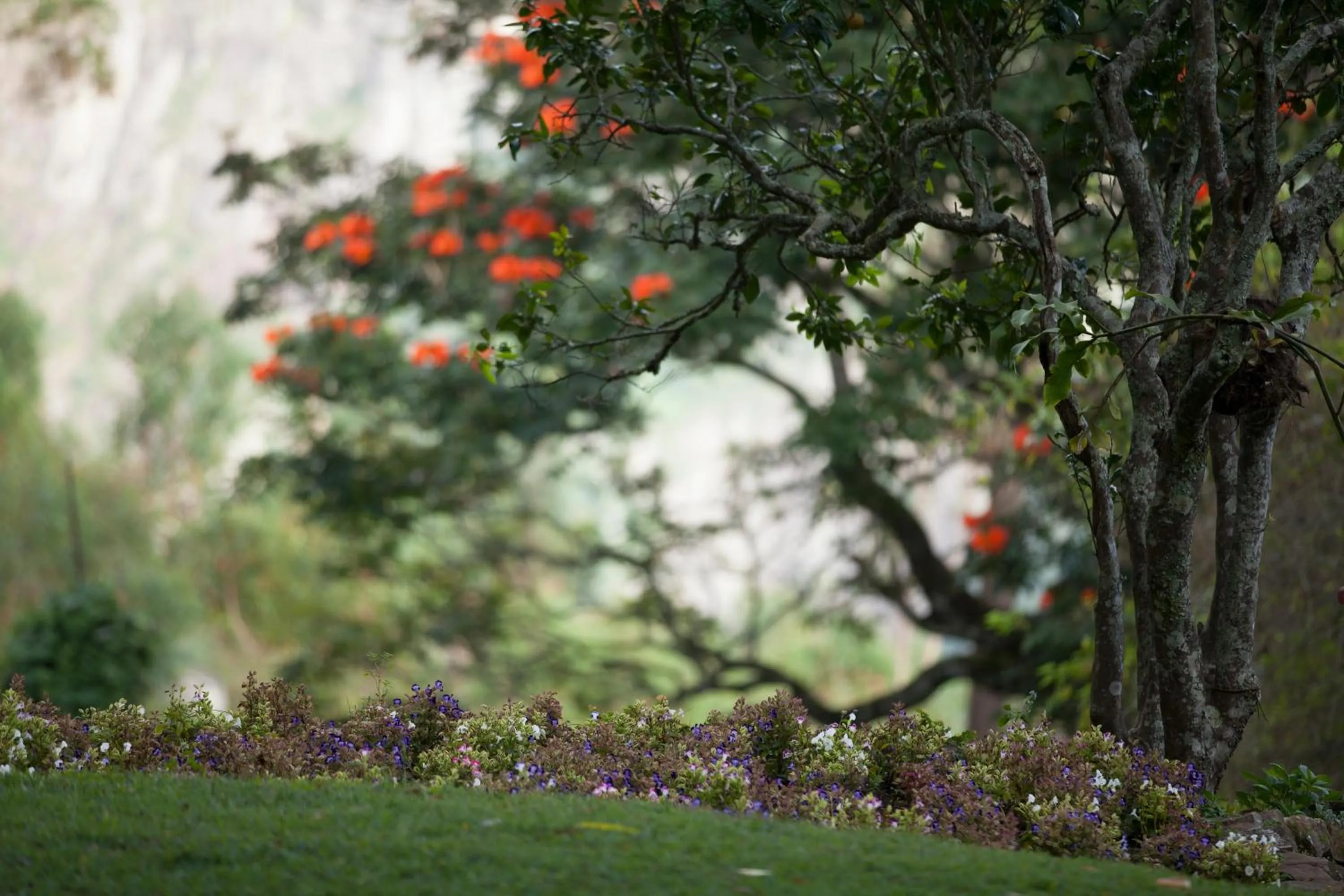 Garden in Thotalagala