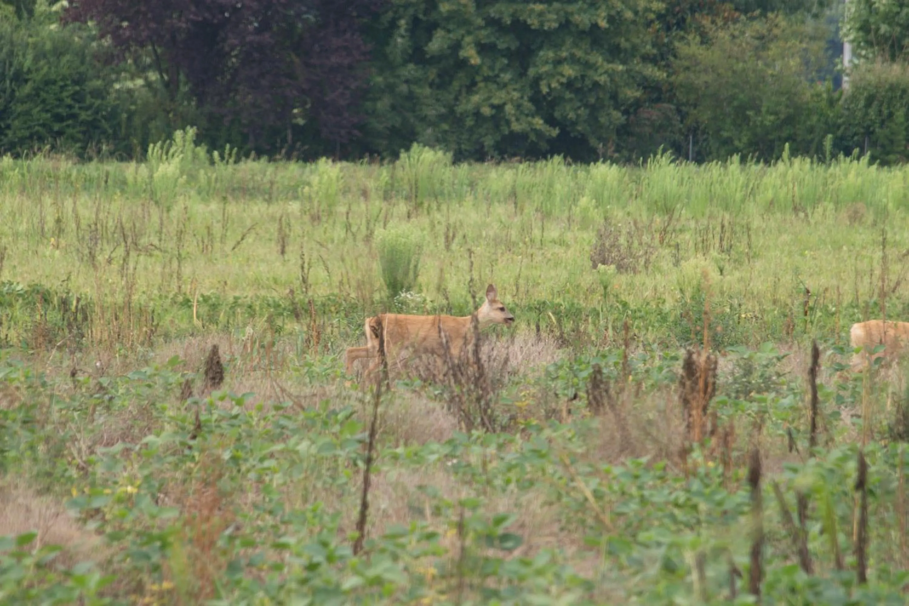 Property building in Locanda Veneta