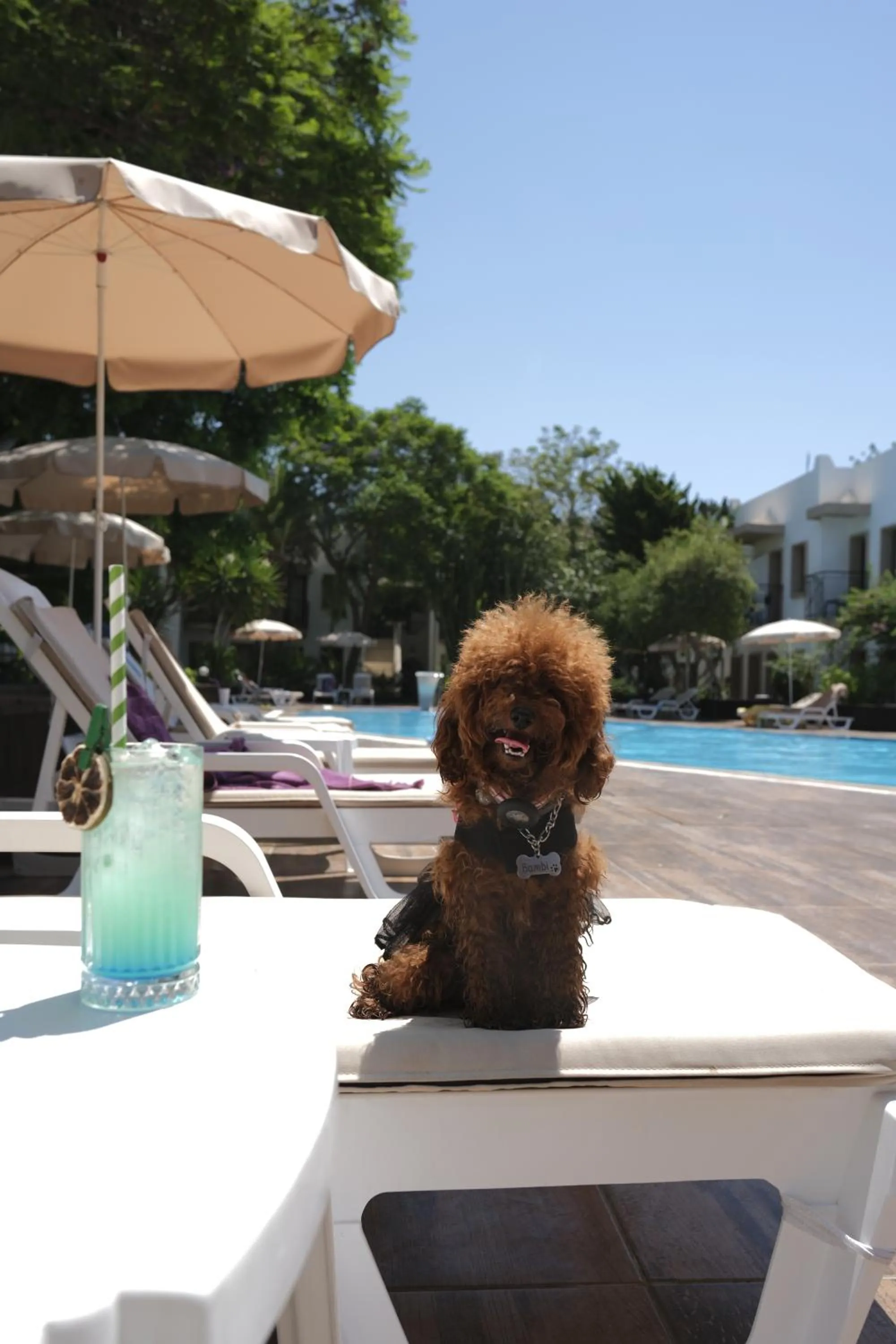 Garden in Flora Hotel