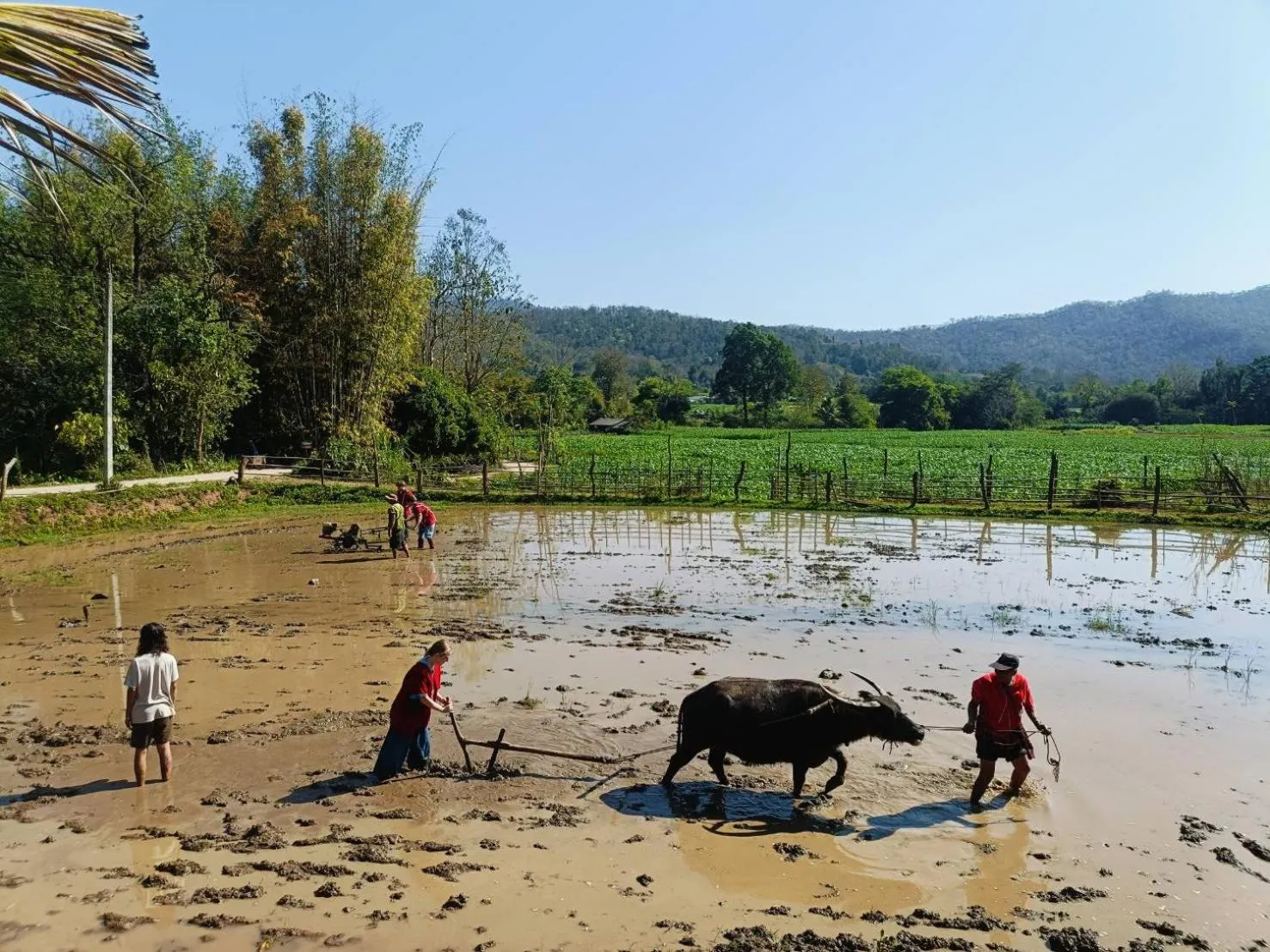 Activities in Maewin Resort