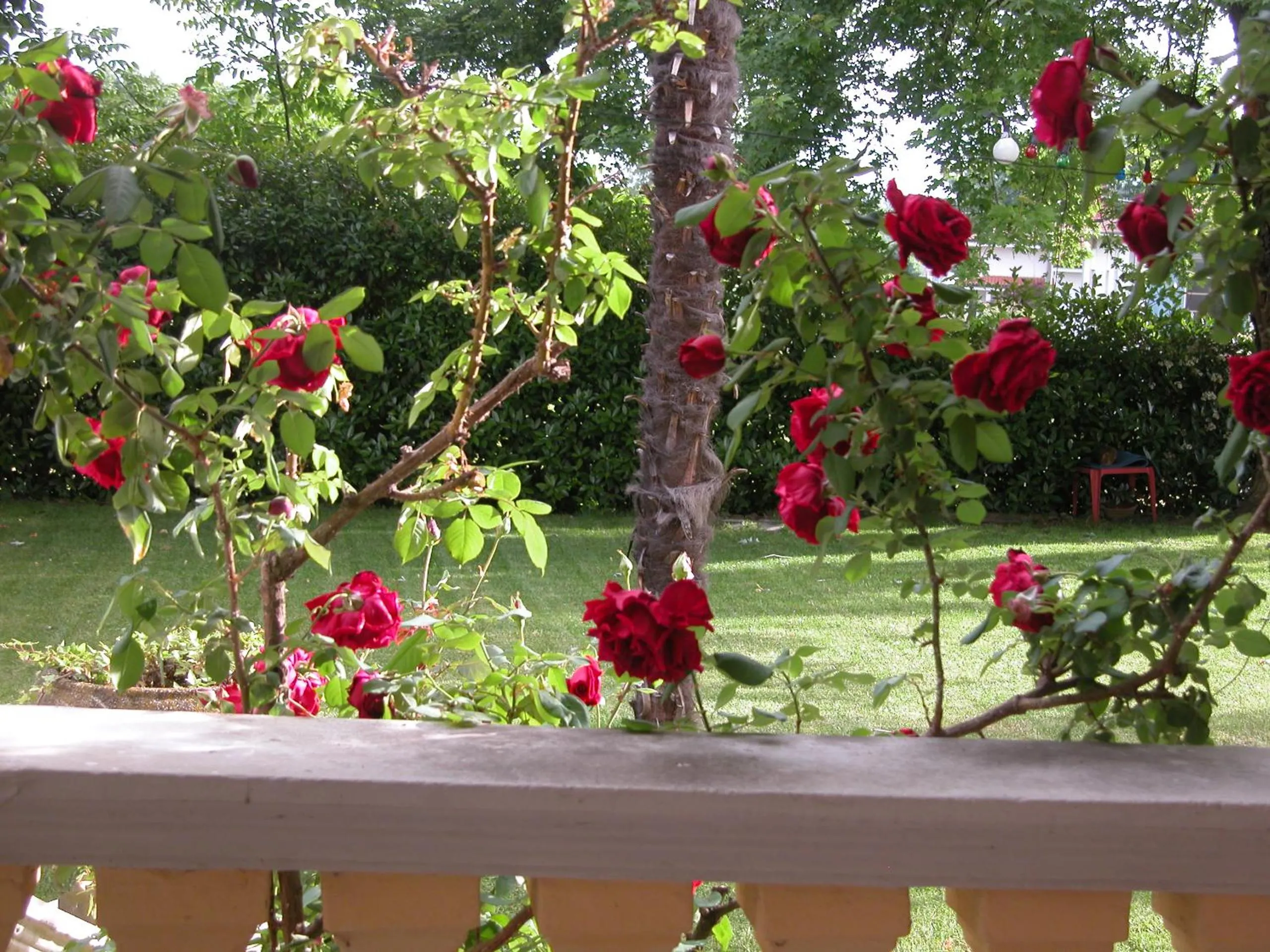 Garden in Villa D'Azeglio
