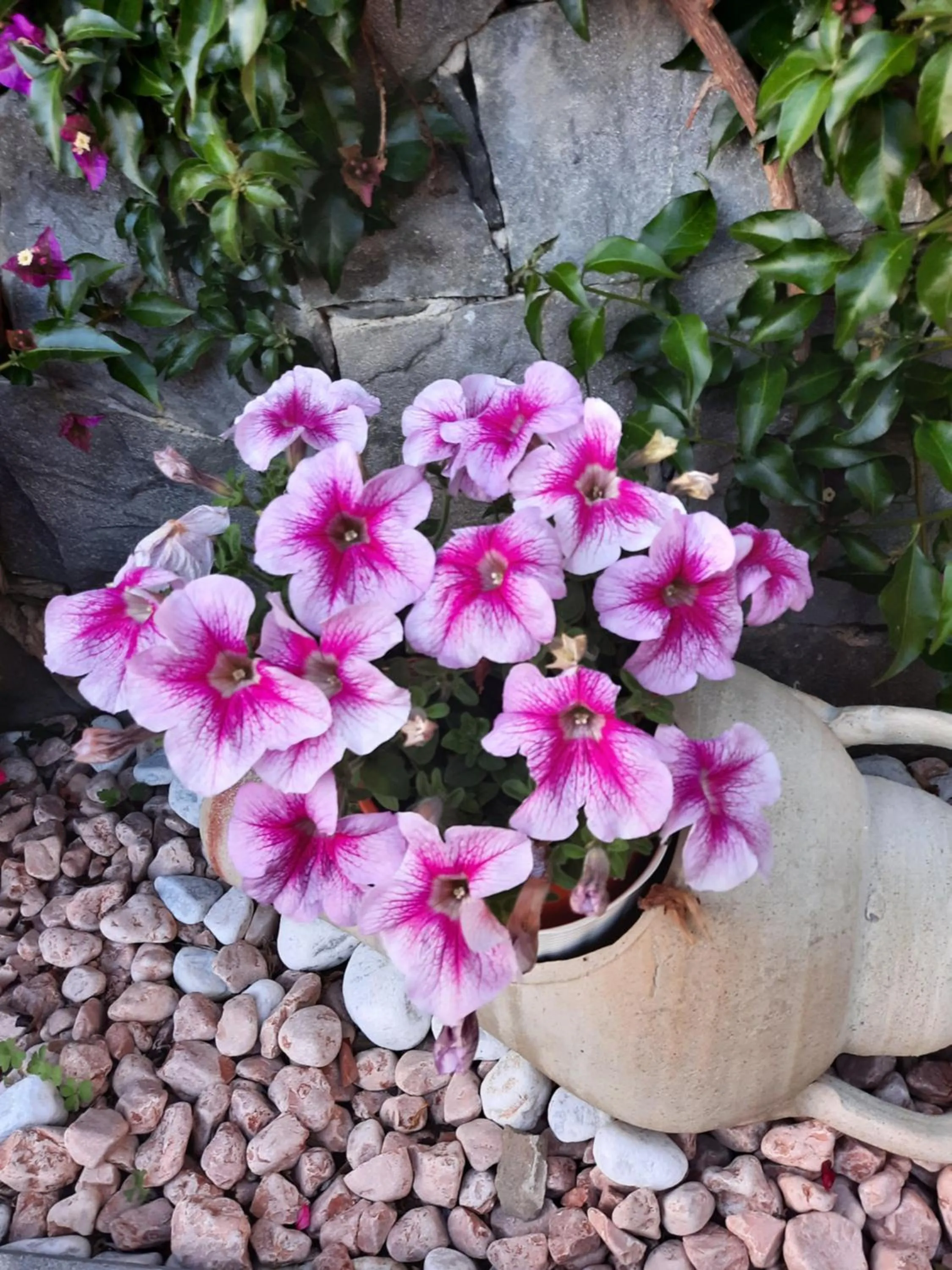 Floor plan in B&B Vignola