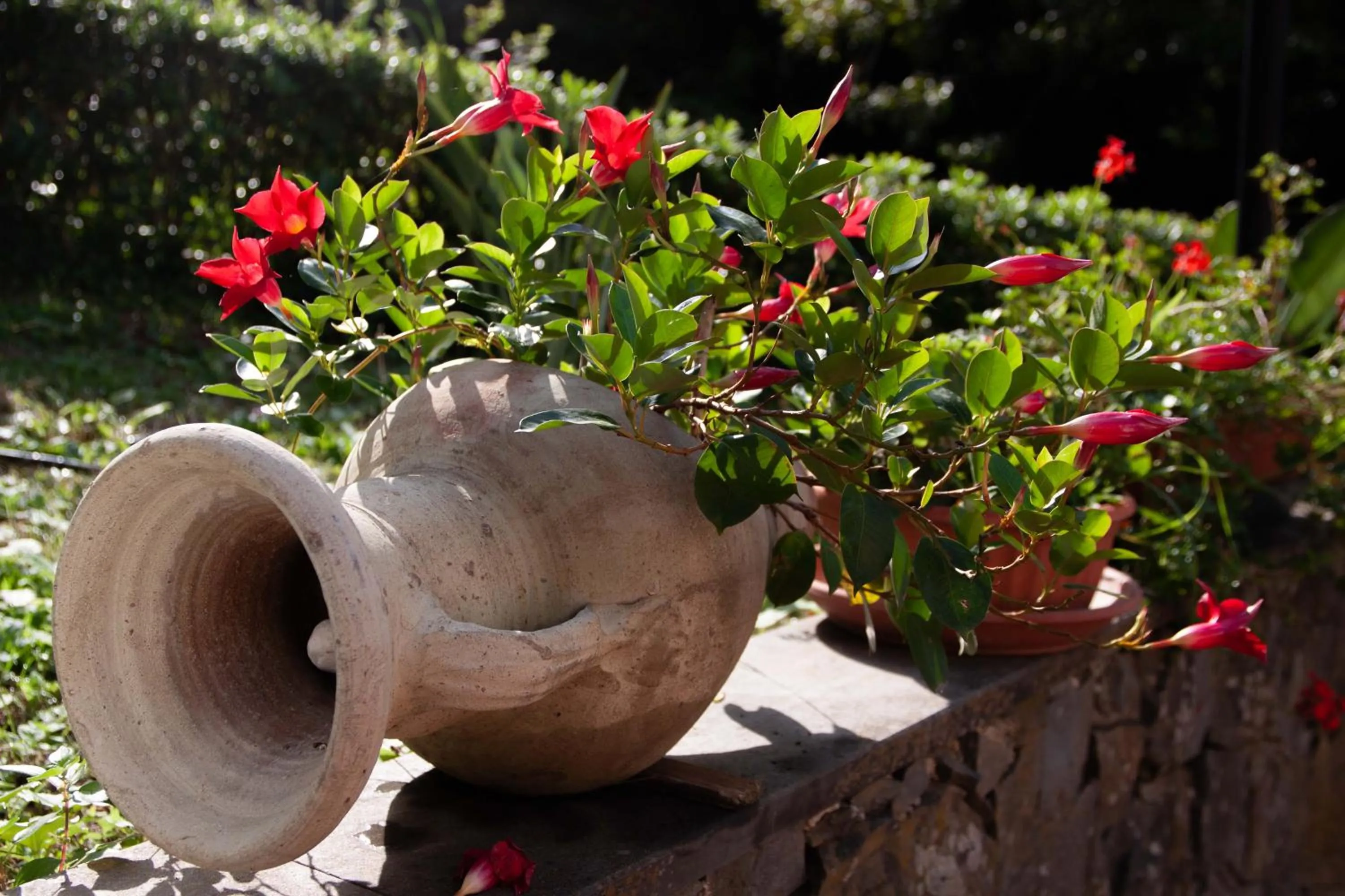 Garden in B&B Vignola