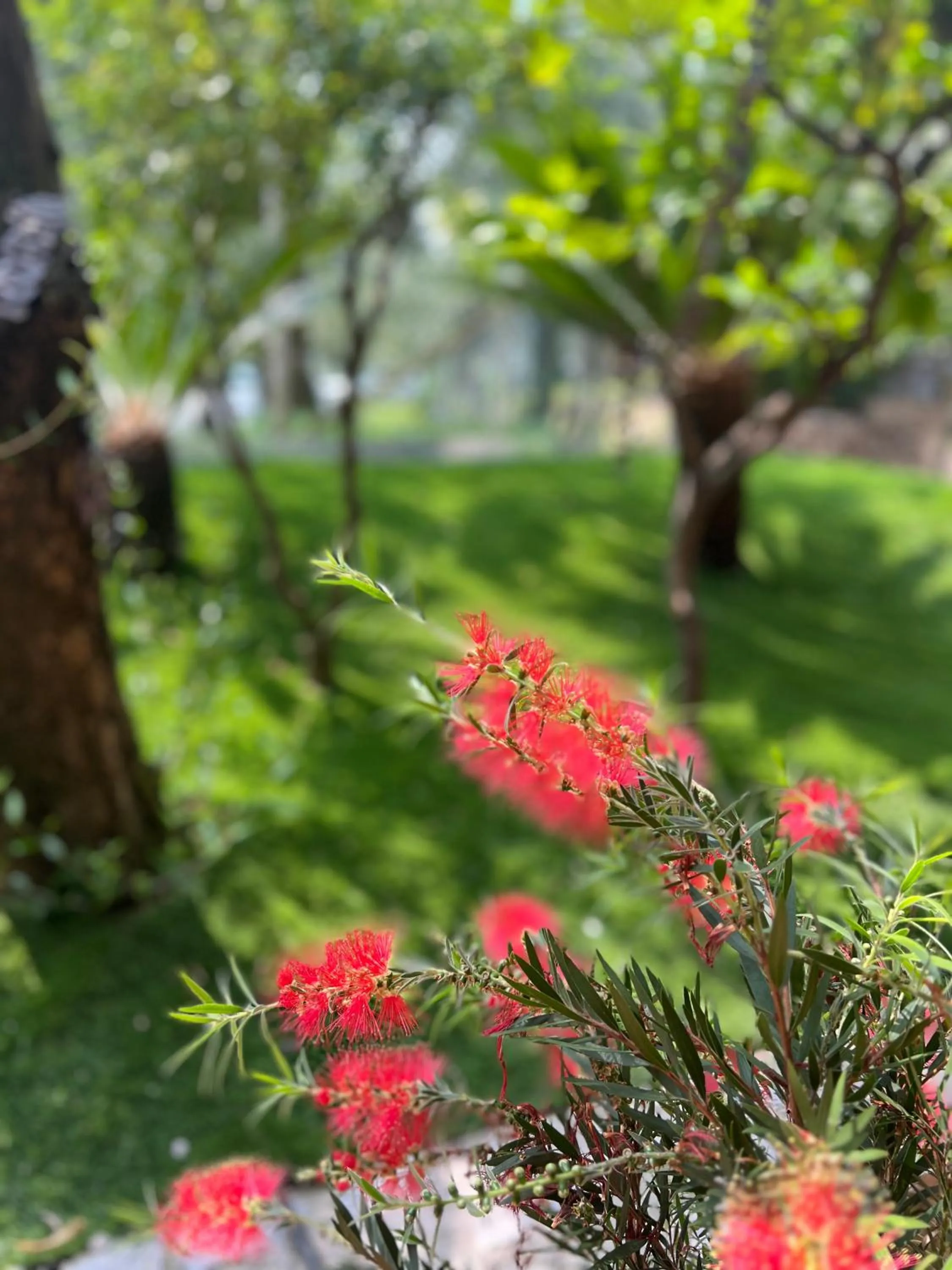 Garden in Hotel Ilma Lake Garda Resort