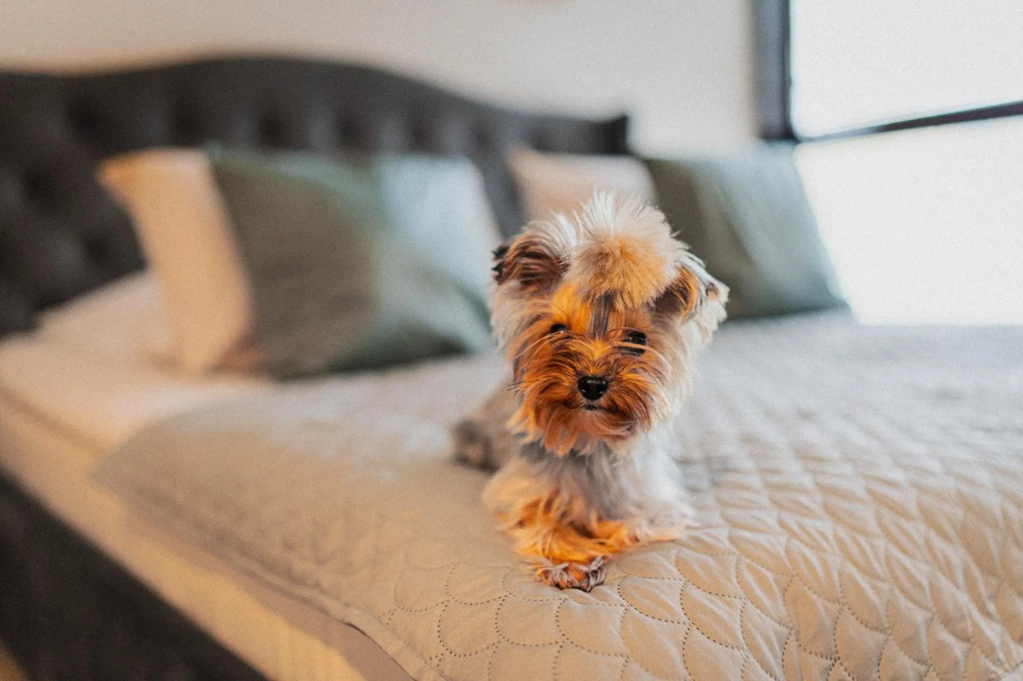 Bed in Great Polonia The Granary La Suite Hotel