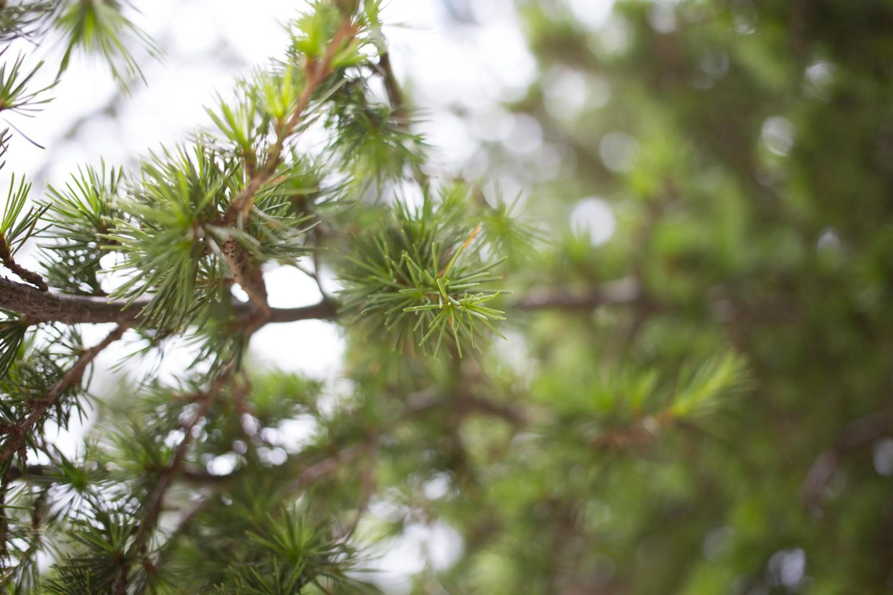 Natural landscape in Gorropu Hotel