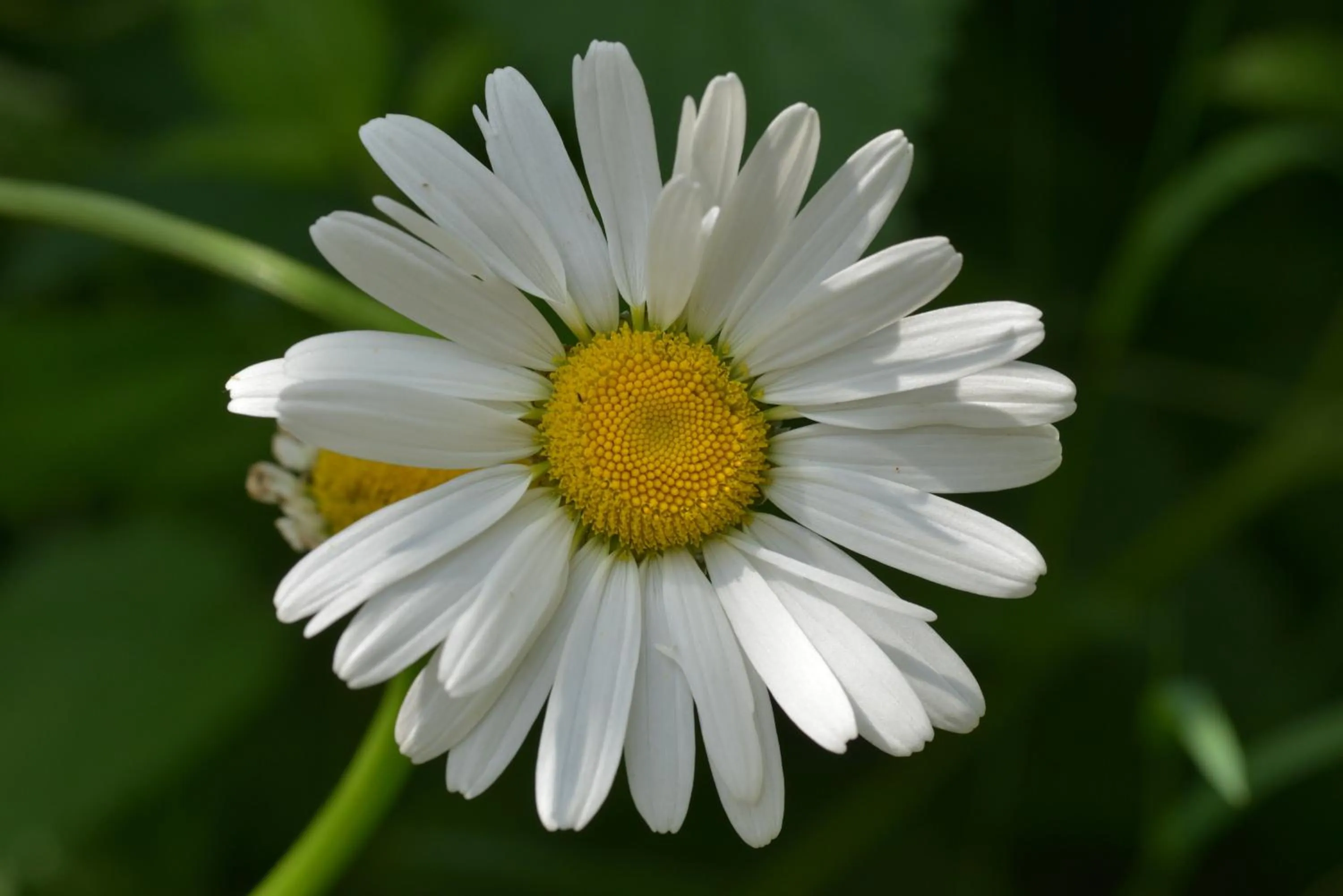 Decorative detail in Villa Franca