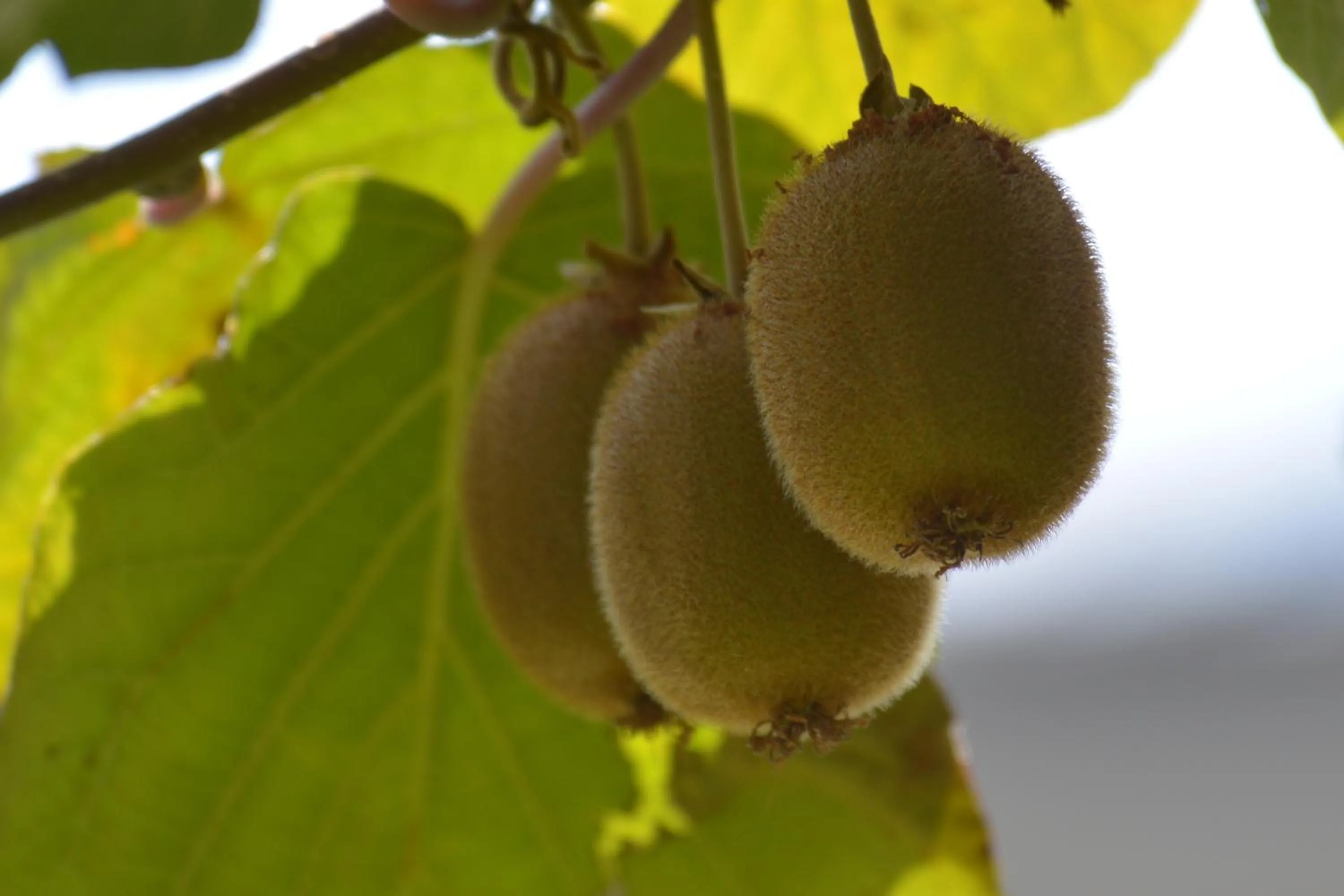 Decorative detail in Villa Franca