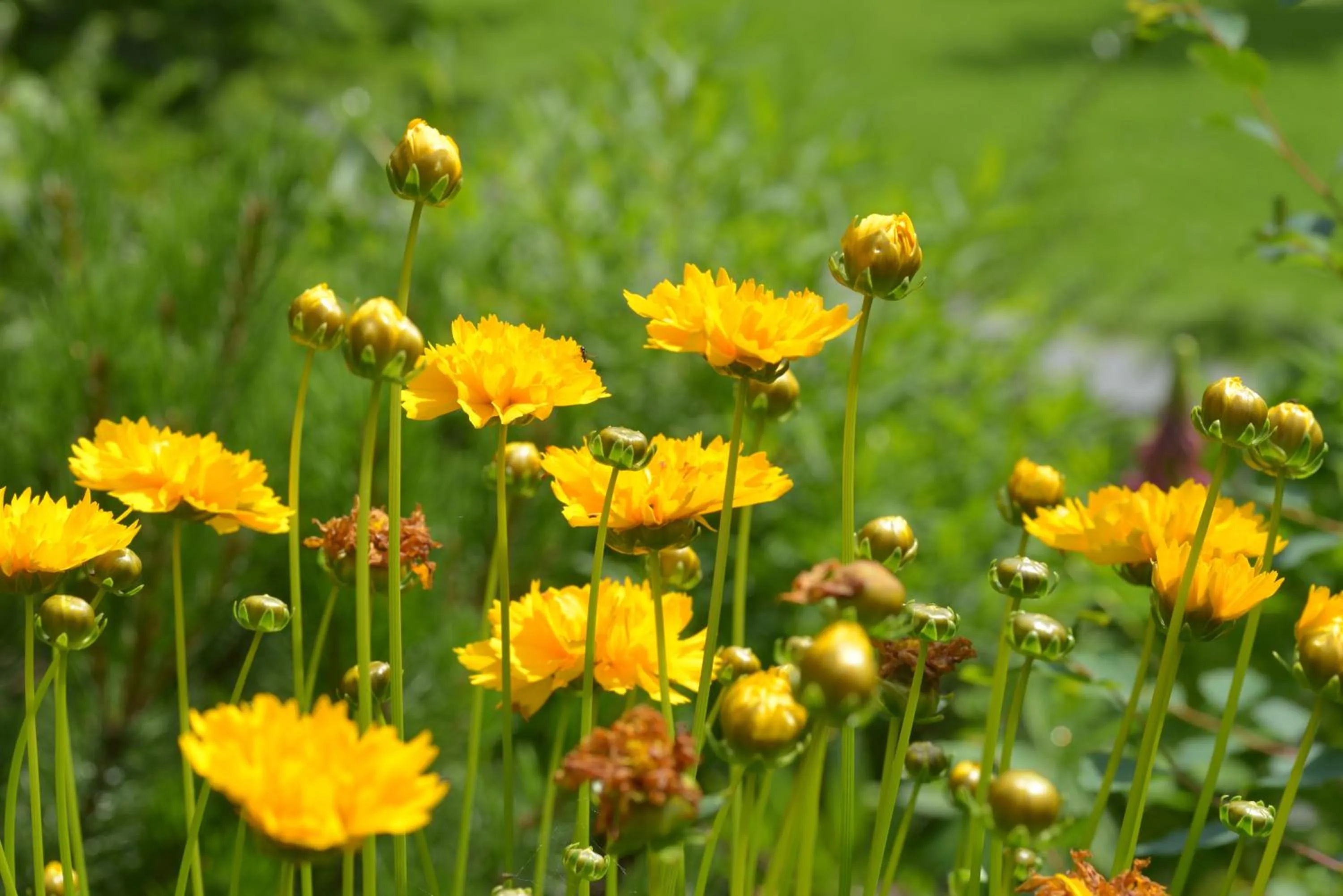 Decorative detail in Villa Franca