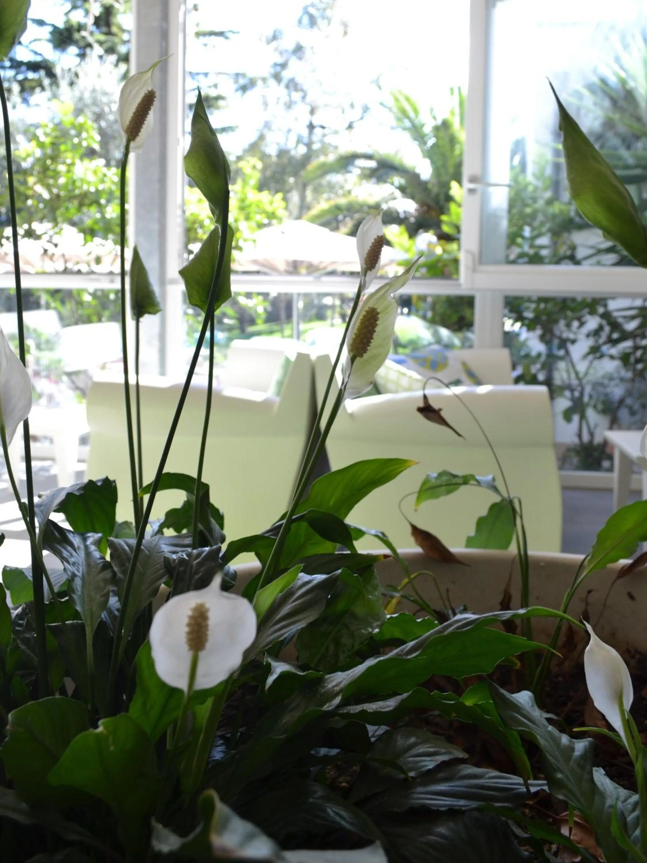 Lounge or bar in Villa Franca