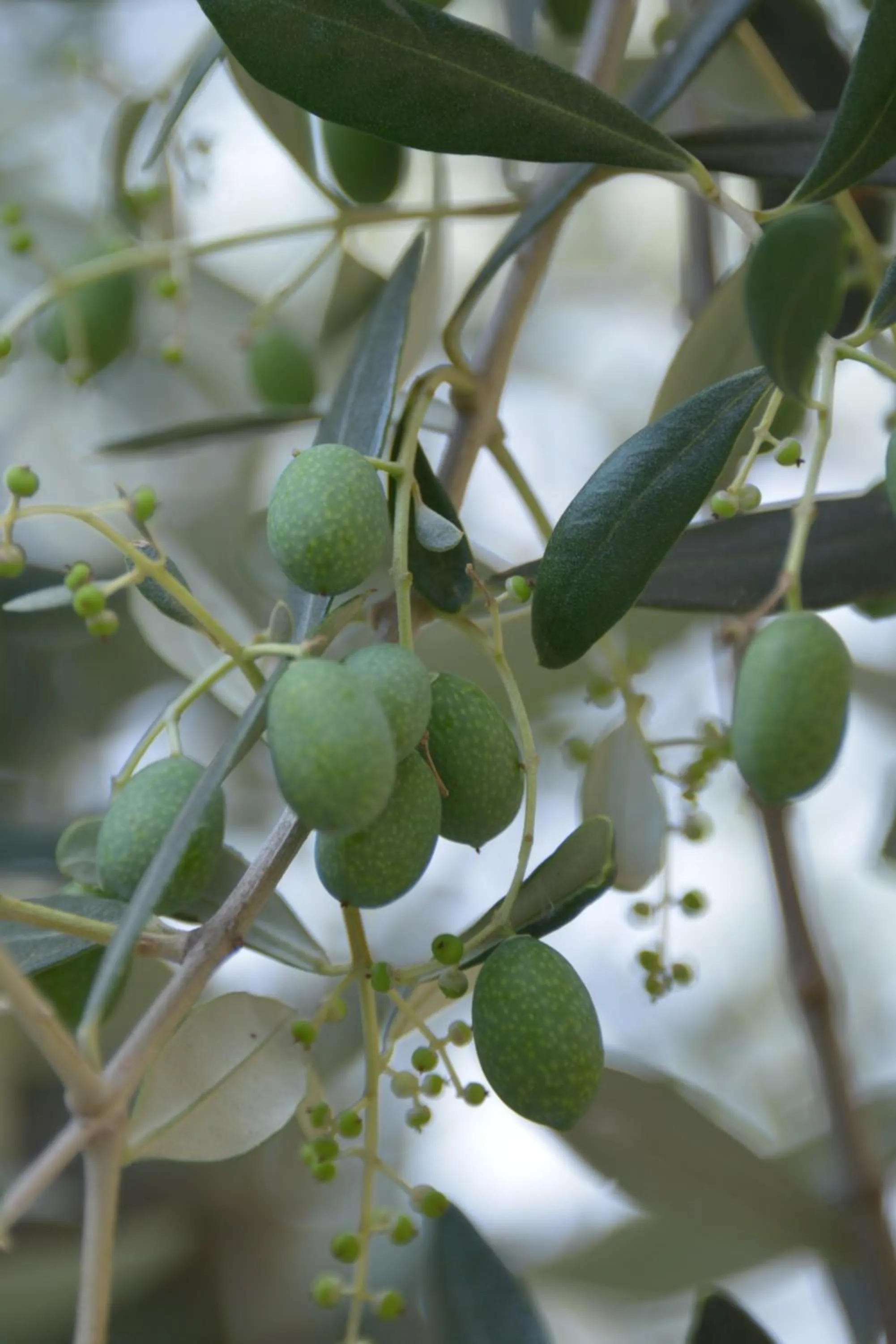 Decorative detail in Villa Franca