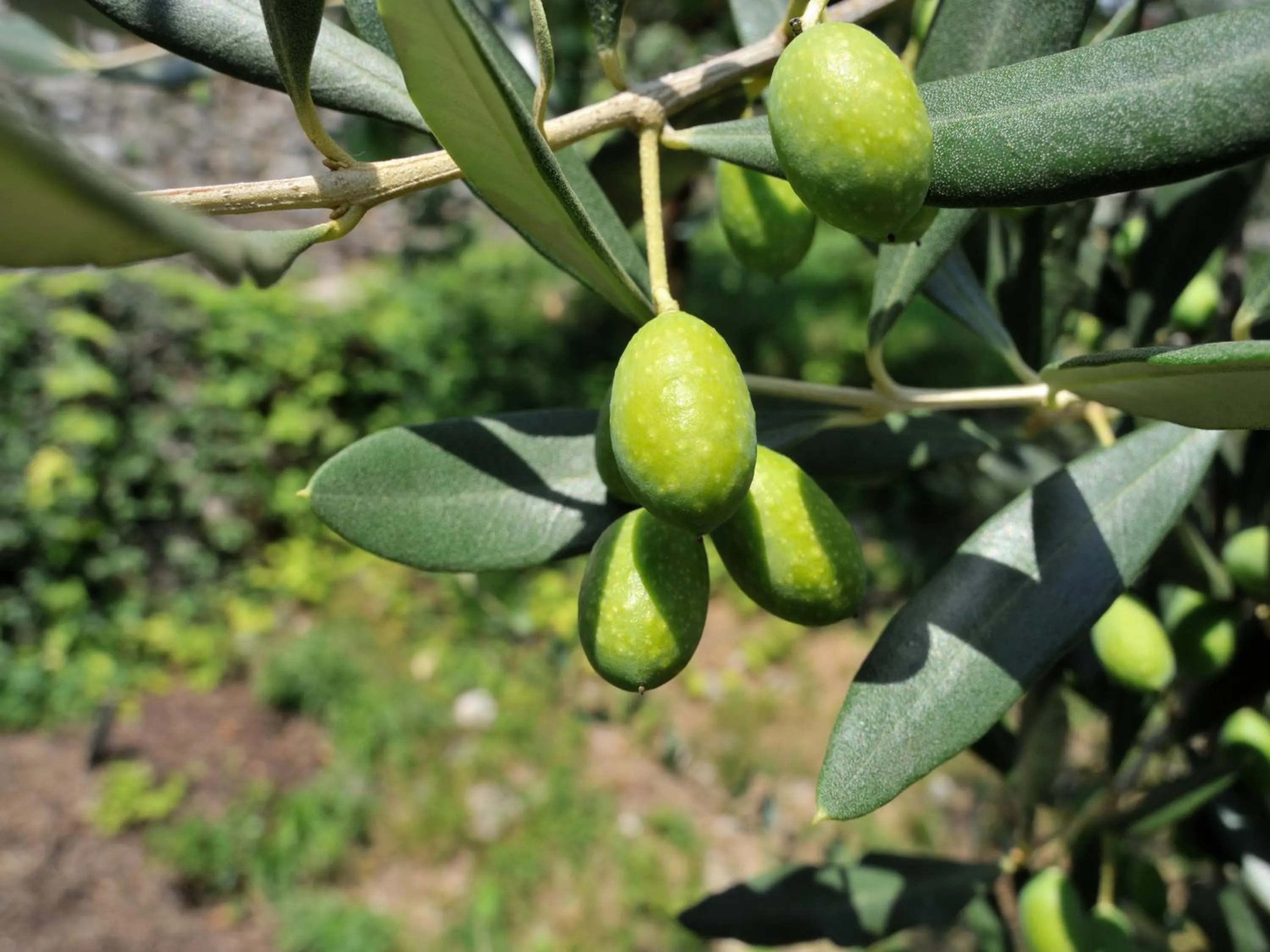 Garden in Villa Franca