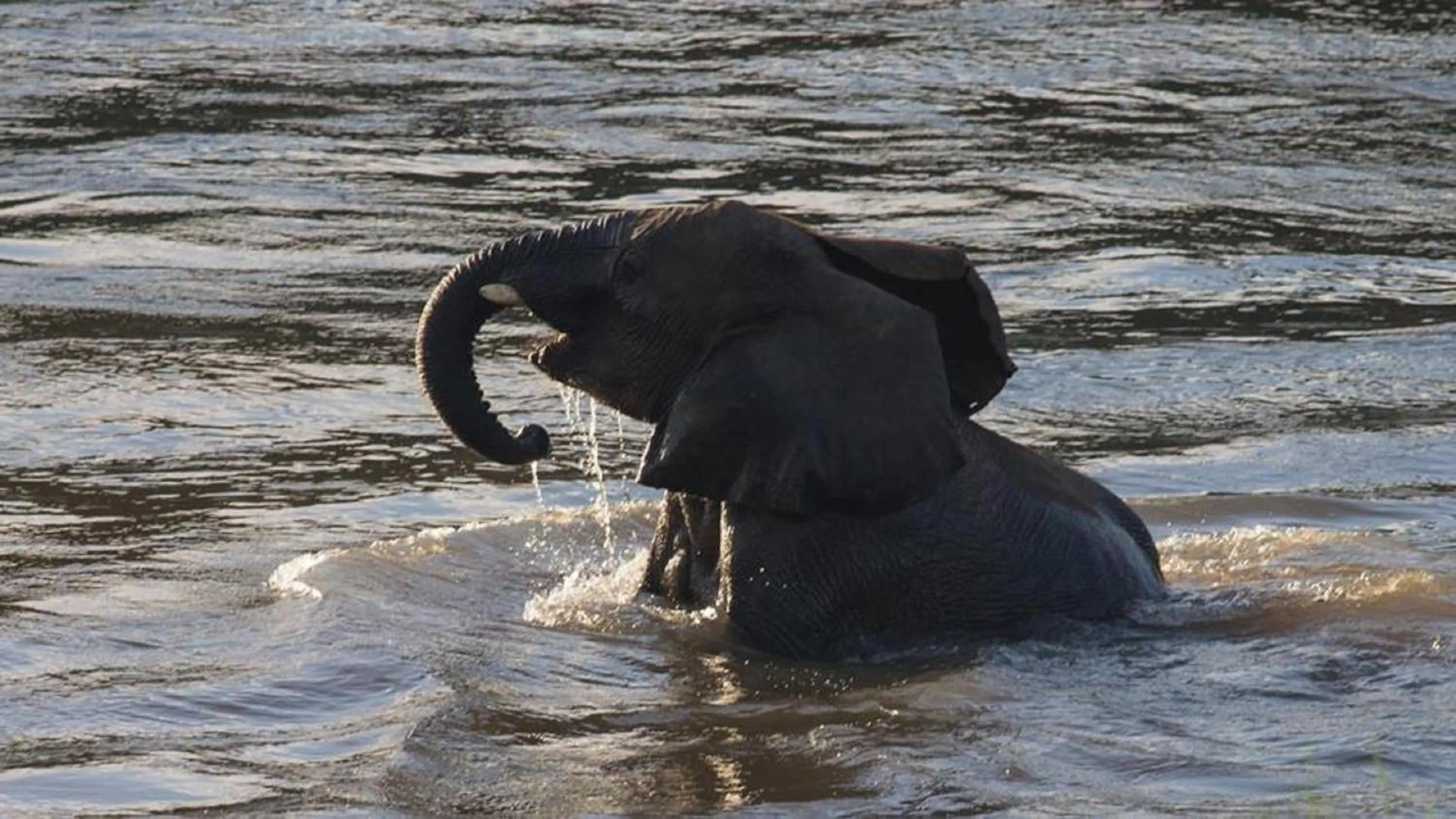 Animals in River House Lodge