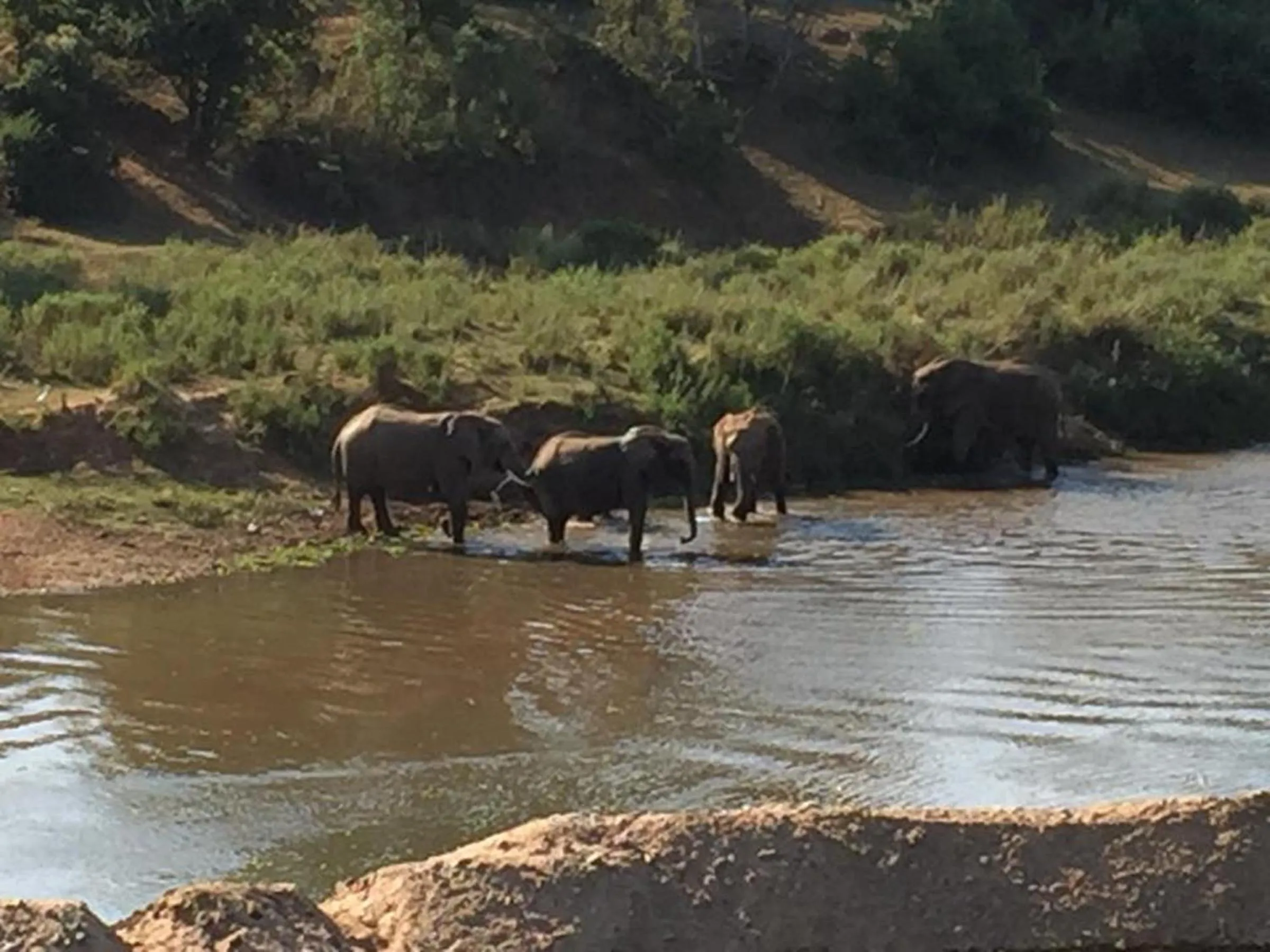 Animals in River House Lodge