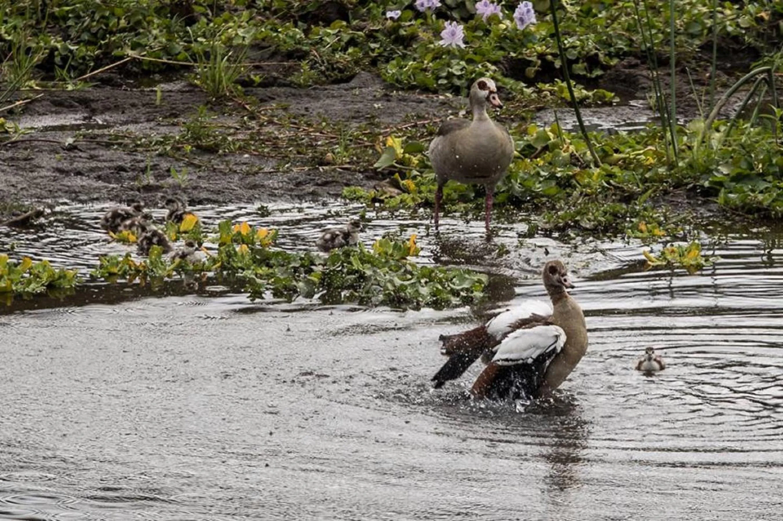 Animals in River House Lodge