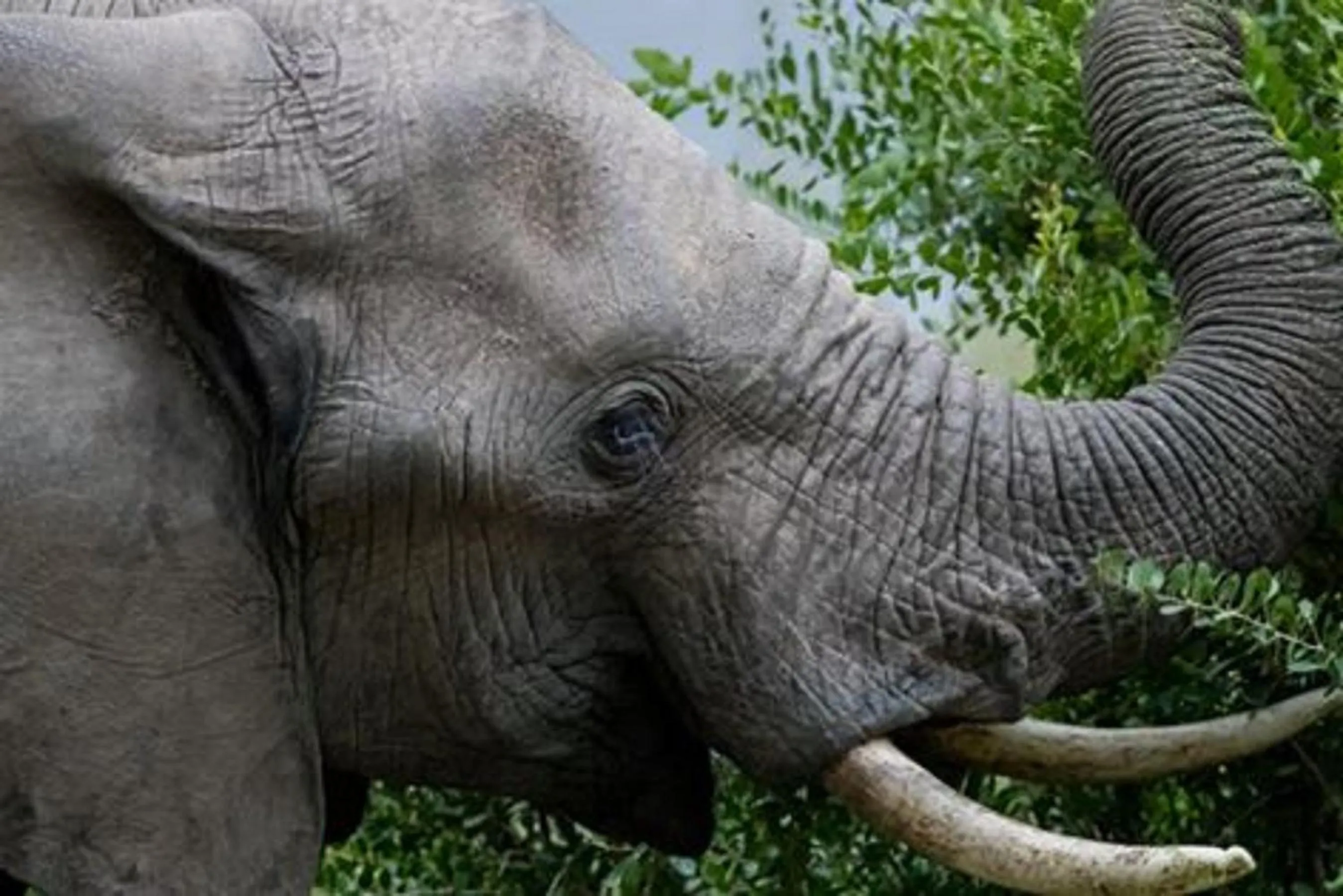 Animals in River House Lodge