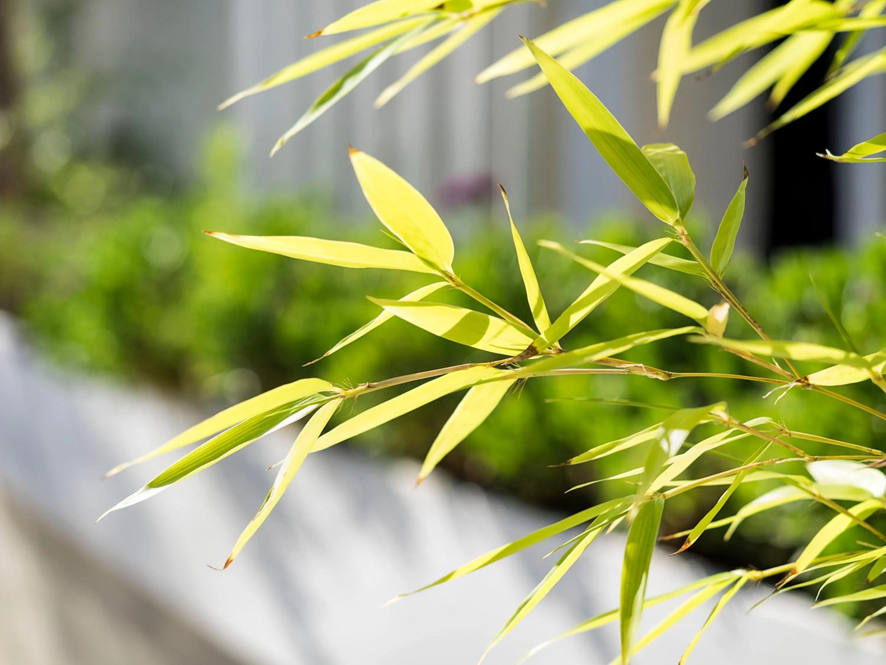 Inner courtyard view in White Bay