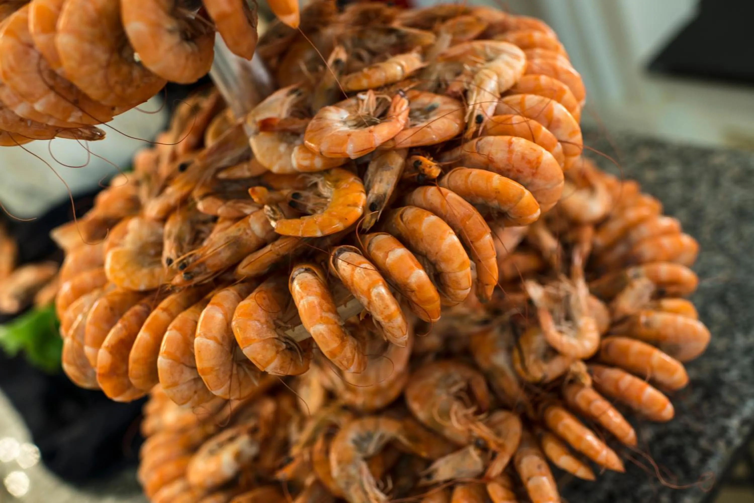 Food close-up in Delphin Diva Premiere