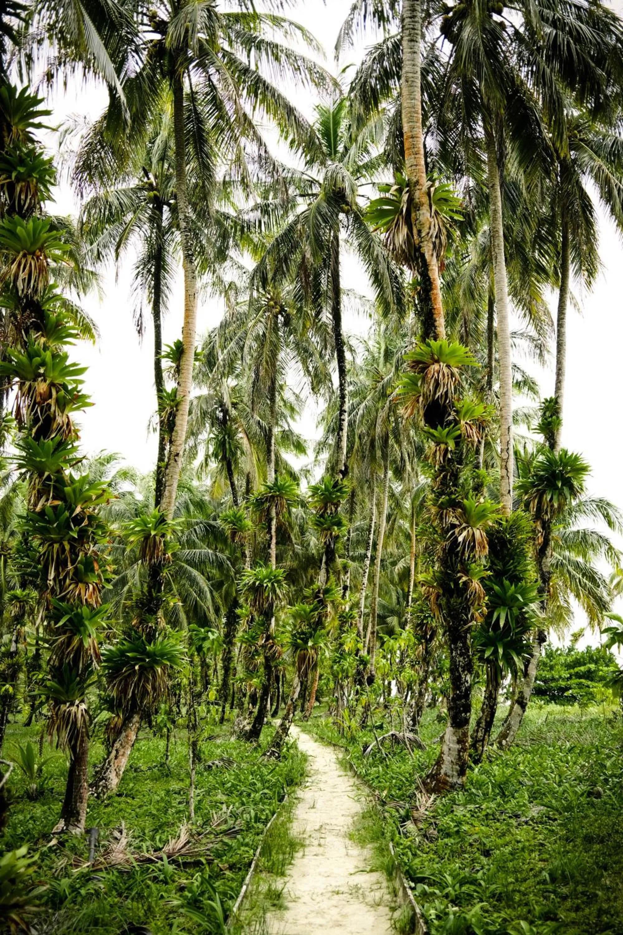 La Loma Jungle Lodge and Chocolate Farm