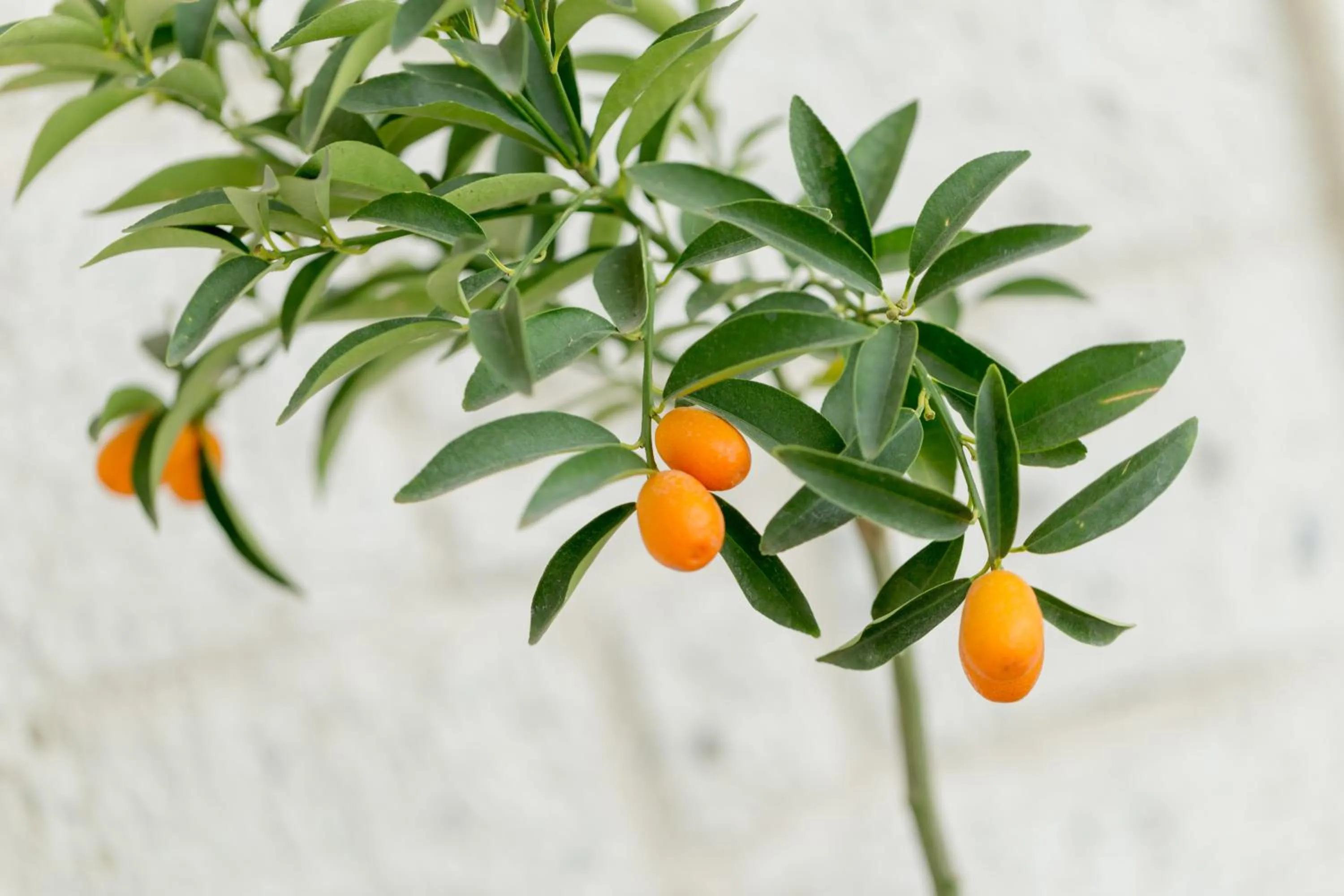 Garden in Levin Hotel Alacati